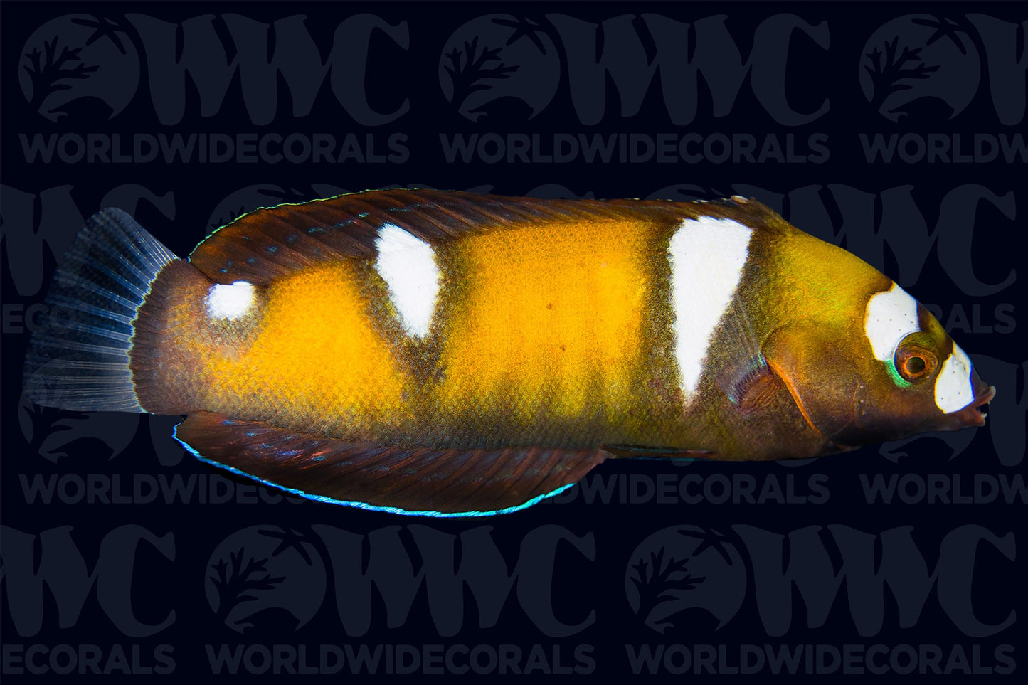 Formosa Wrasse - Juvenile - Sri Lanka