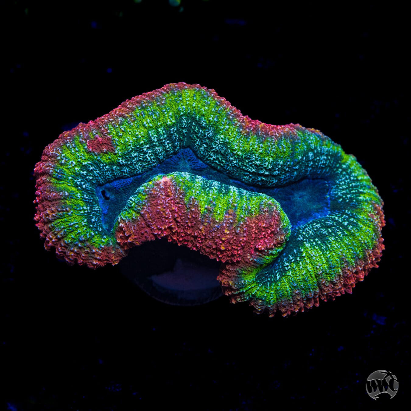 Fiery Lobophyllia
