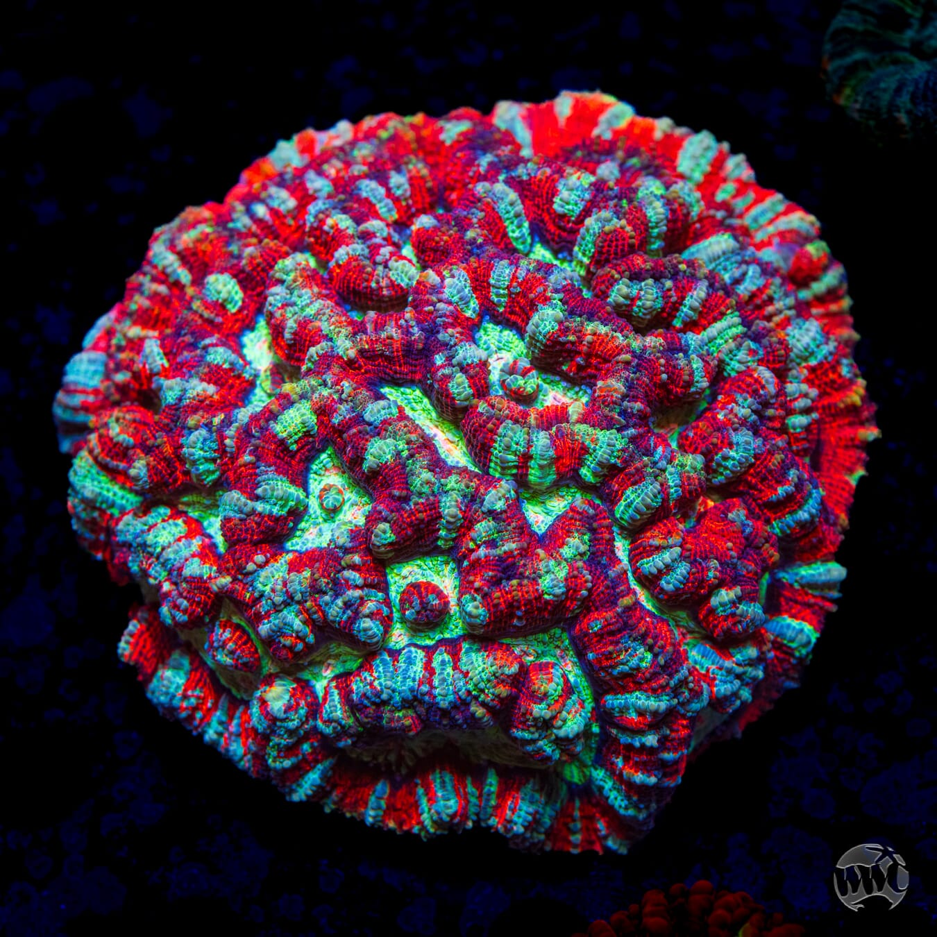 Love Tiger Symphyllia Wilsoni