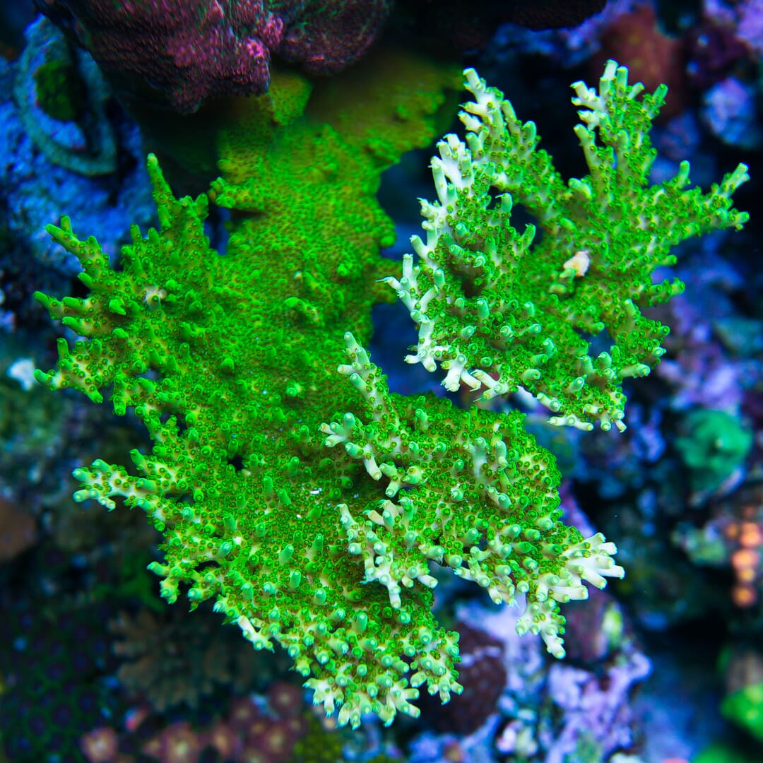 Castells Banana Table Acropora