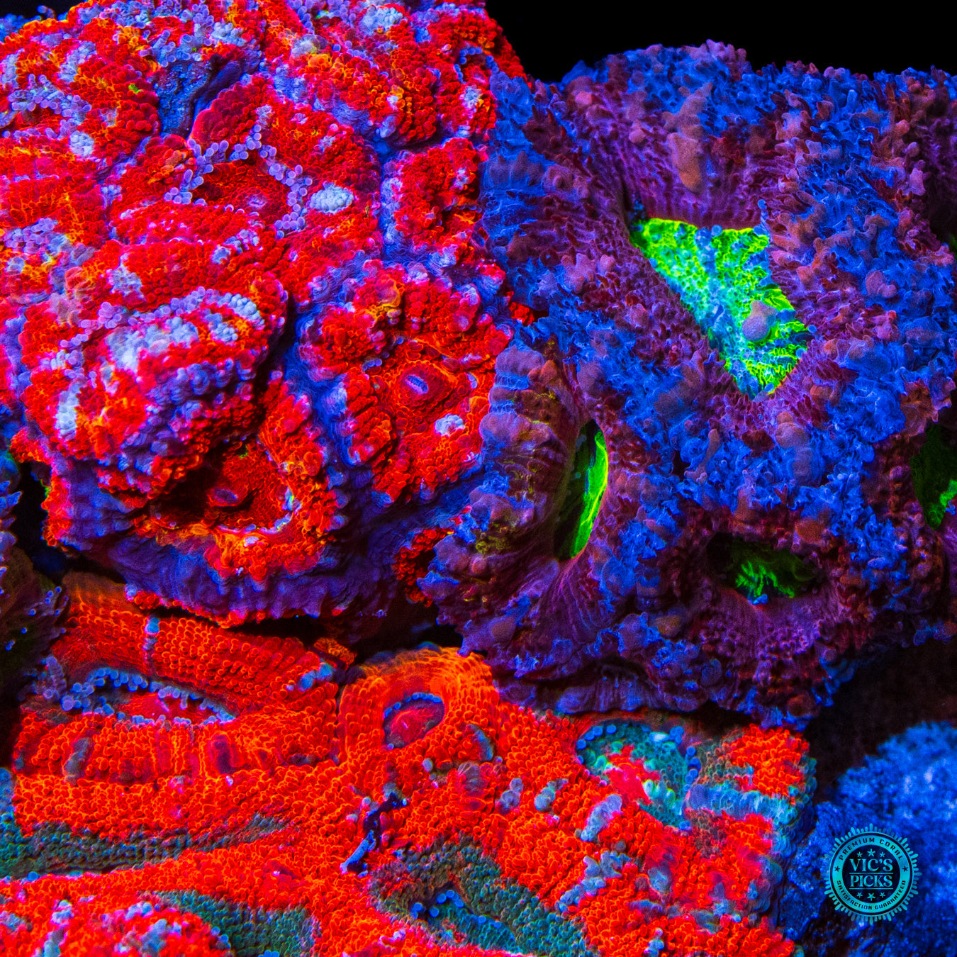 Homegrown Instant LPS Combo Reef