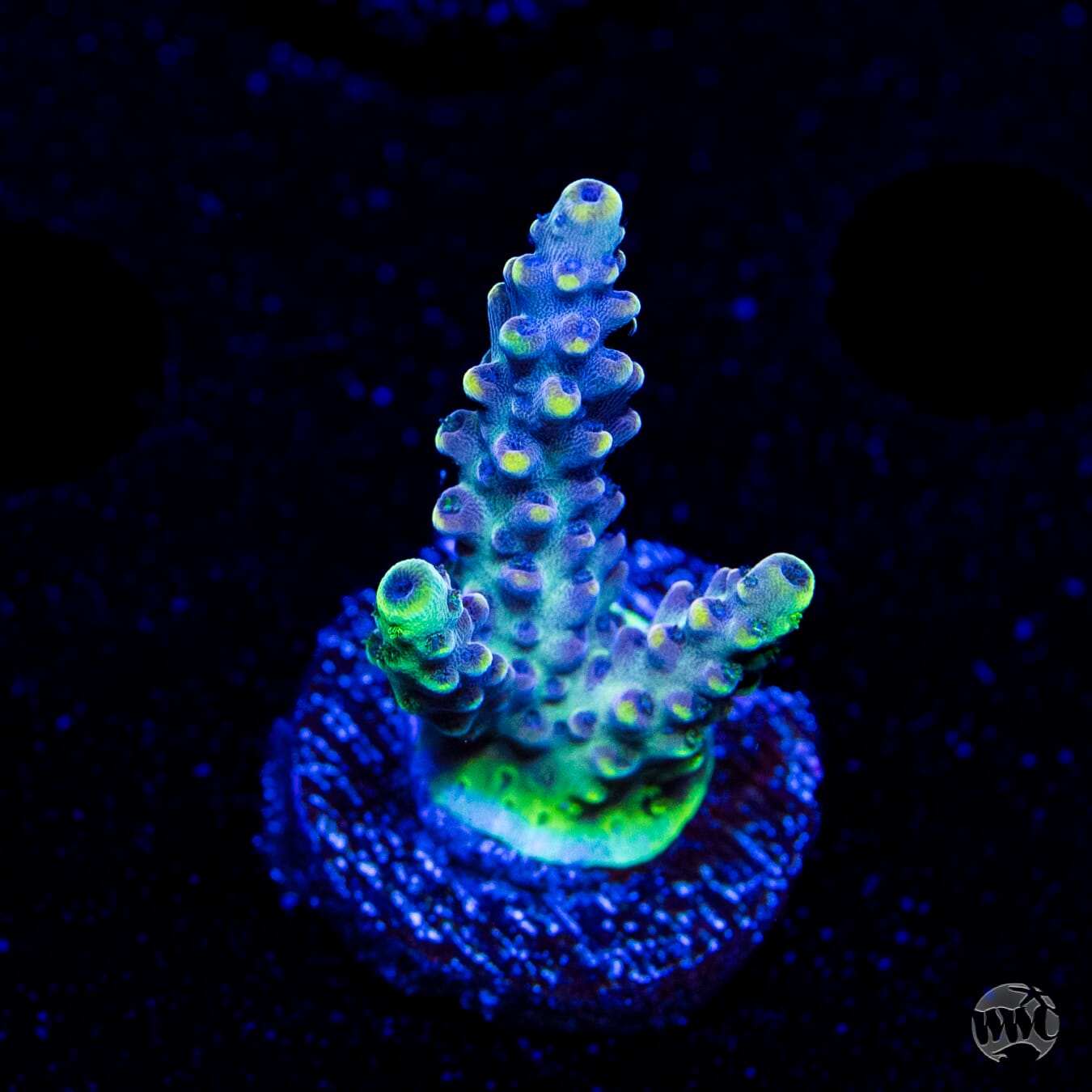 GH Aqua Delight Acropora