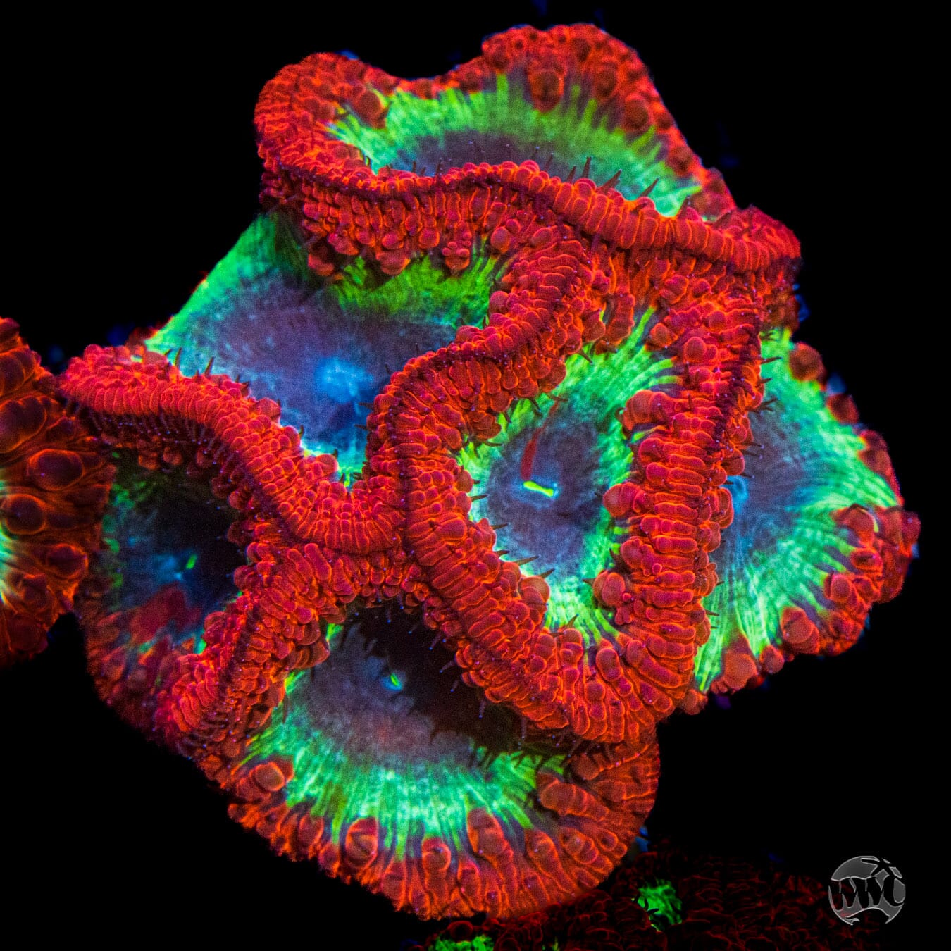 Intergalactic Explosion Blastomussa
