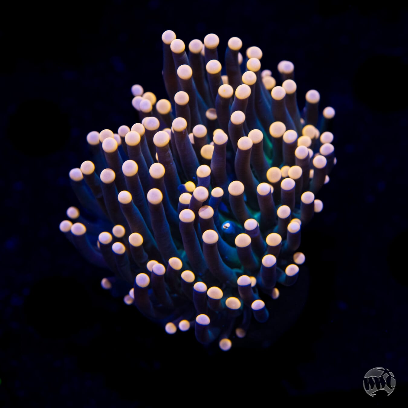 Peach Tipped Torch Coral