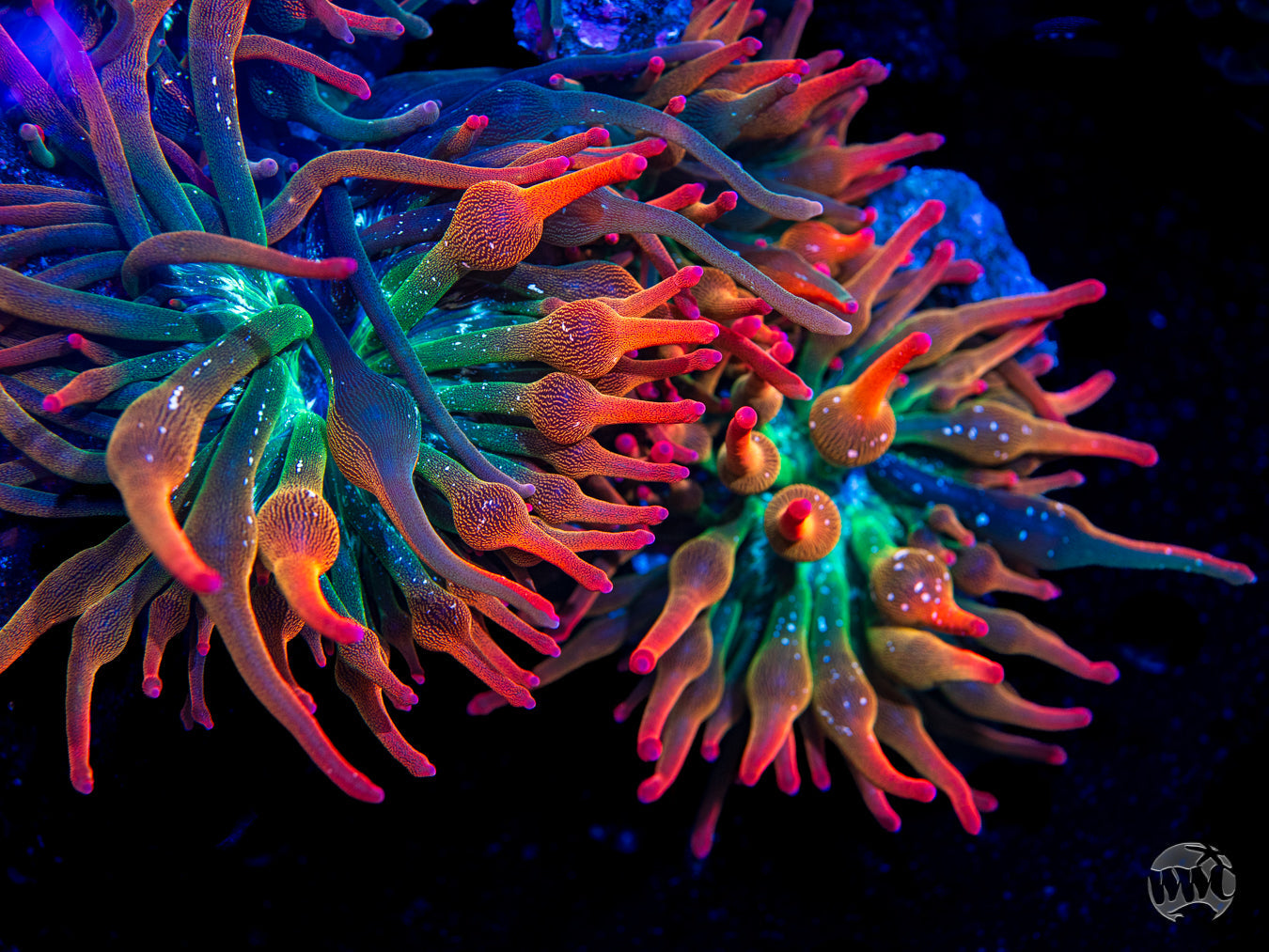 Nexus Burst Bubble Anemone