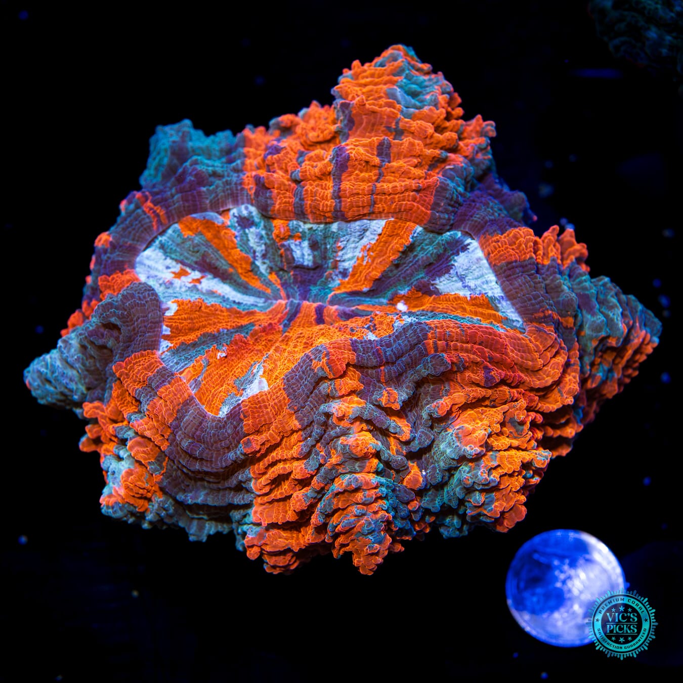 Jelly Belly Acanthophyllia