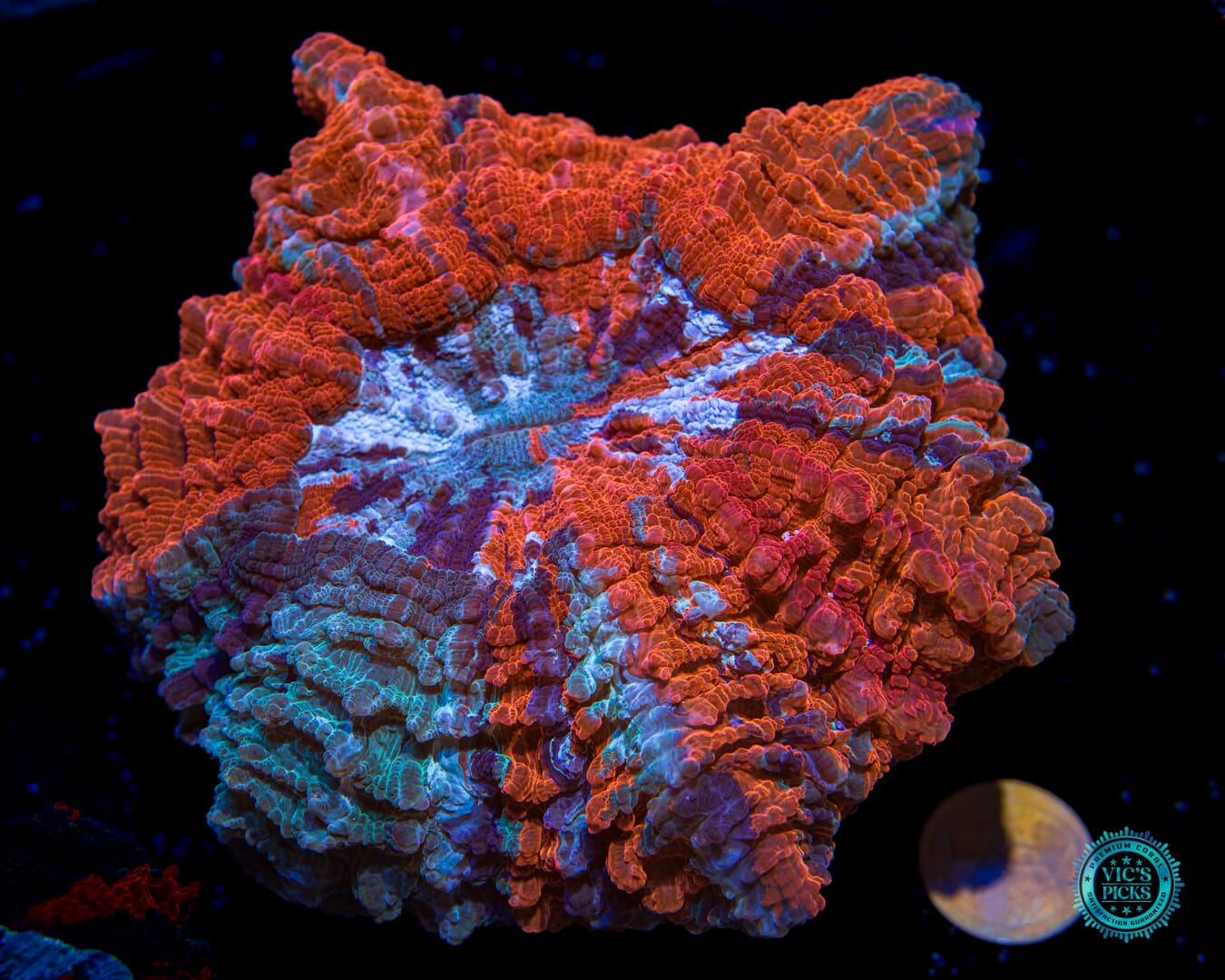 Rainbow Rush Acanthophyllia