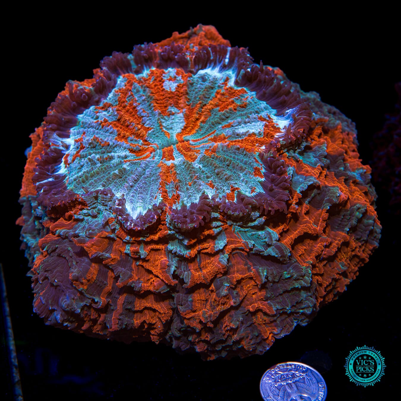 Firestorm Acanthophyllia