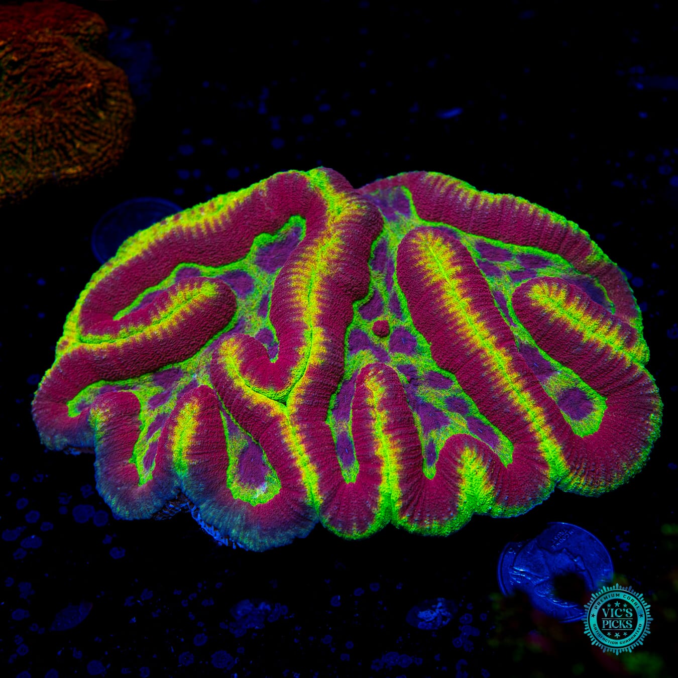 Soul Harvester Symphyllia