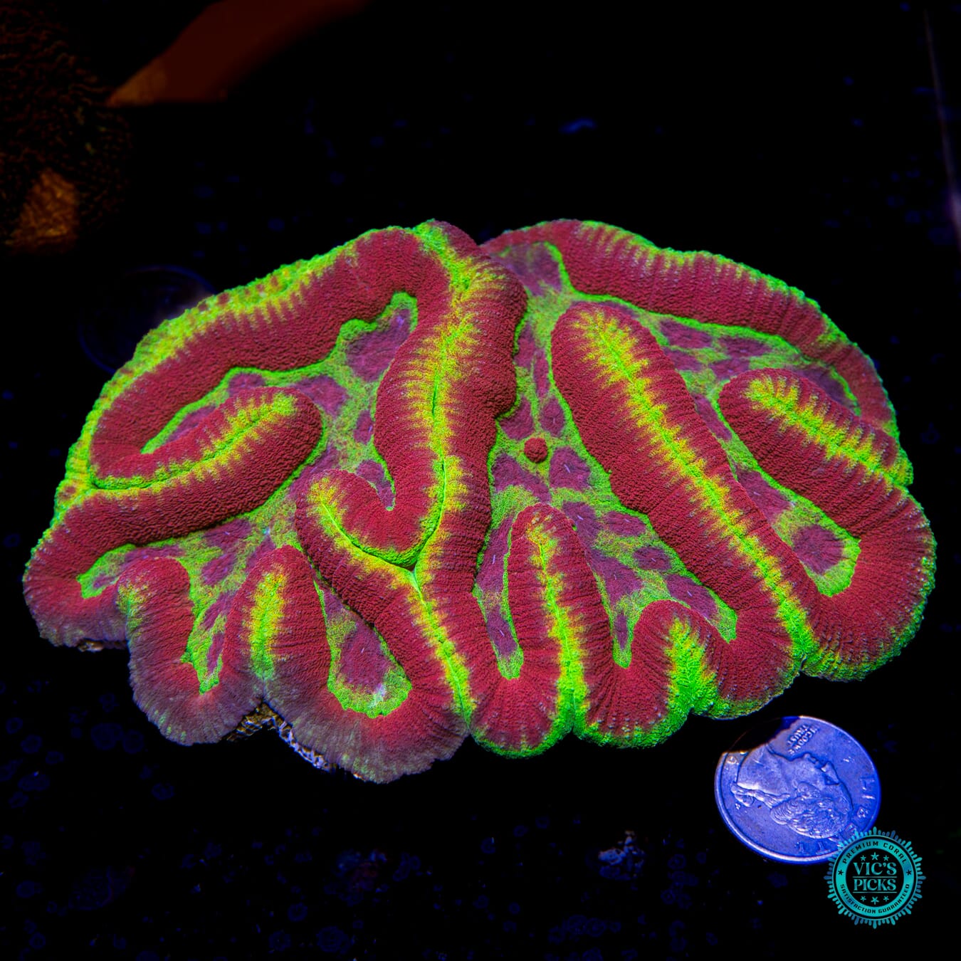 Soul Harvester Symphyllia