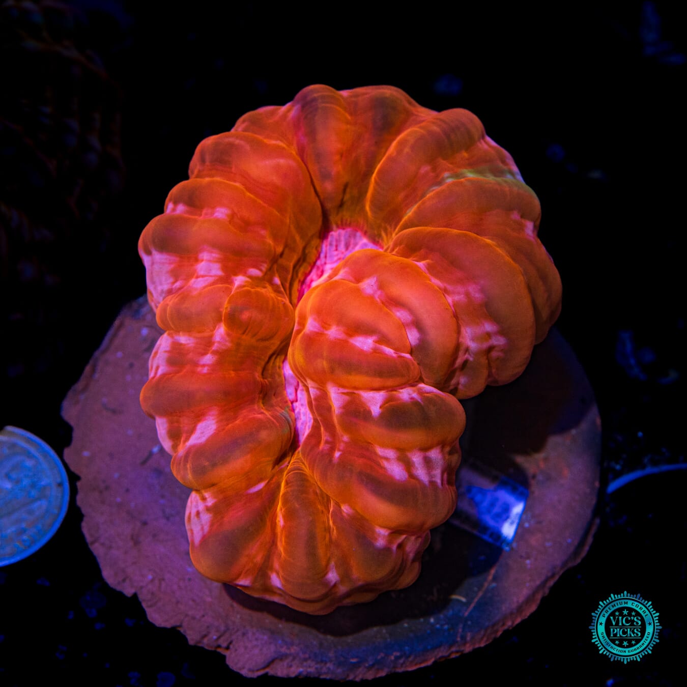 Molten Tangerine Cynarina