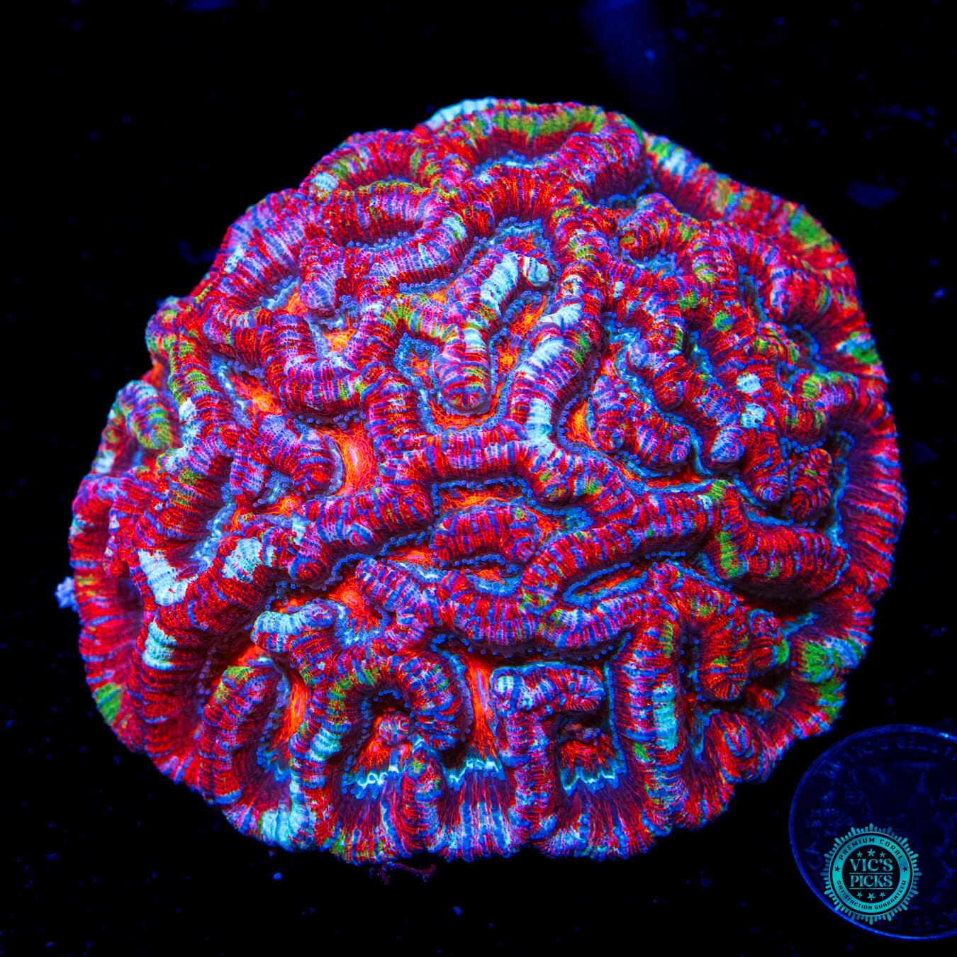 Love Tiger Symphyllia Wilsoni