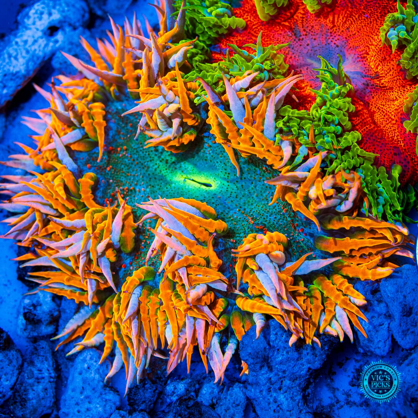 Halloween Forever Flower Anemone