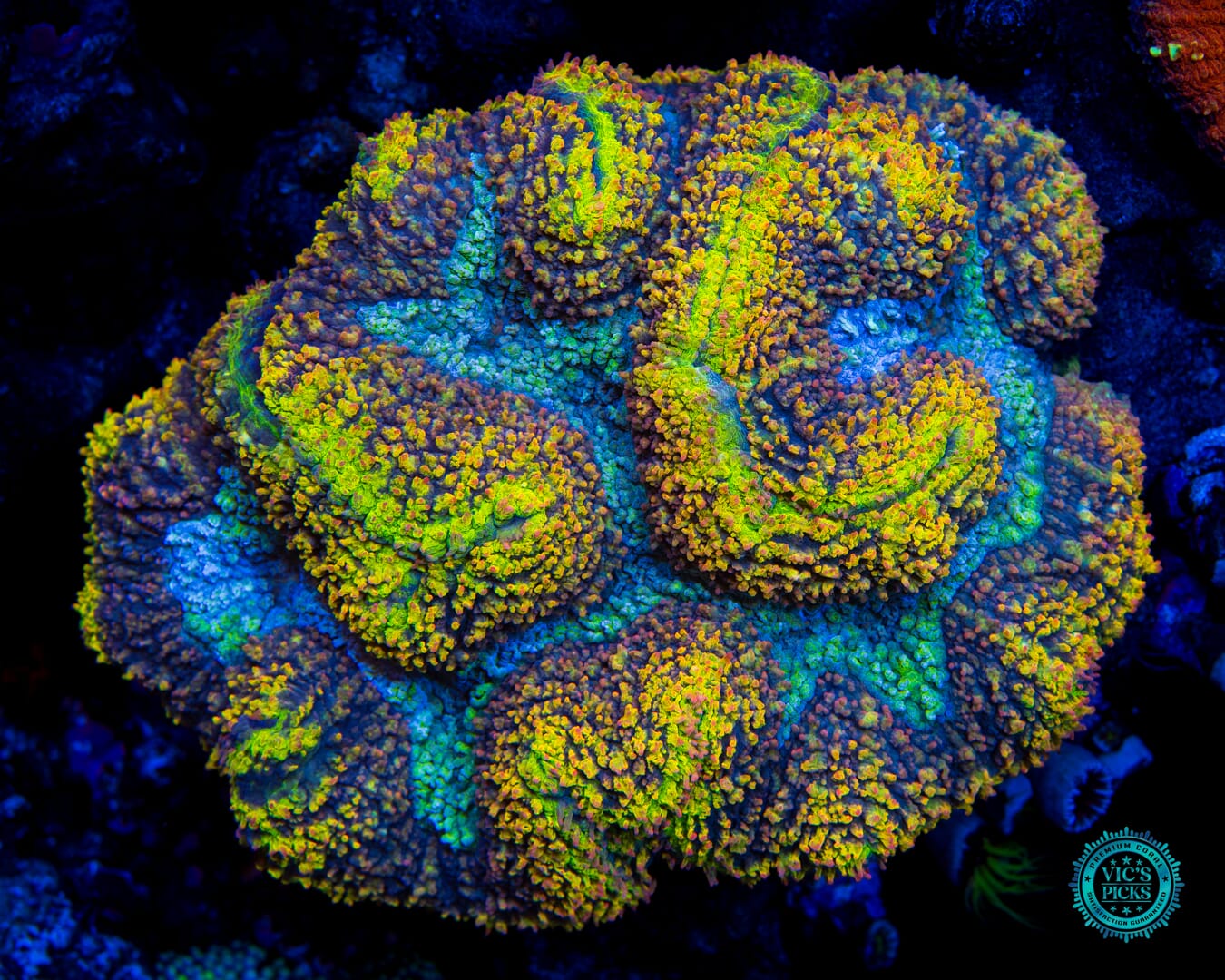 Golden Rainbow Carpet Lobophyllia