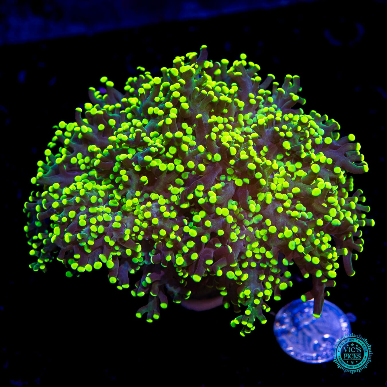 Glowbug Branching Frogspawn