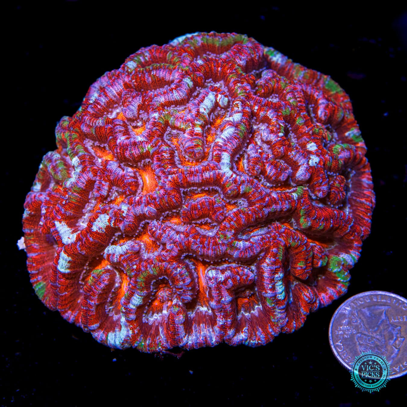 Love Tiger Symphyllia Wilsoni