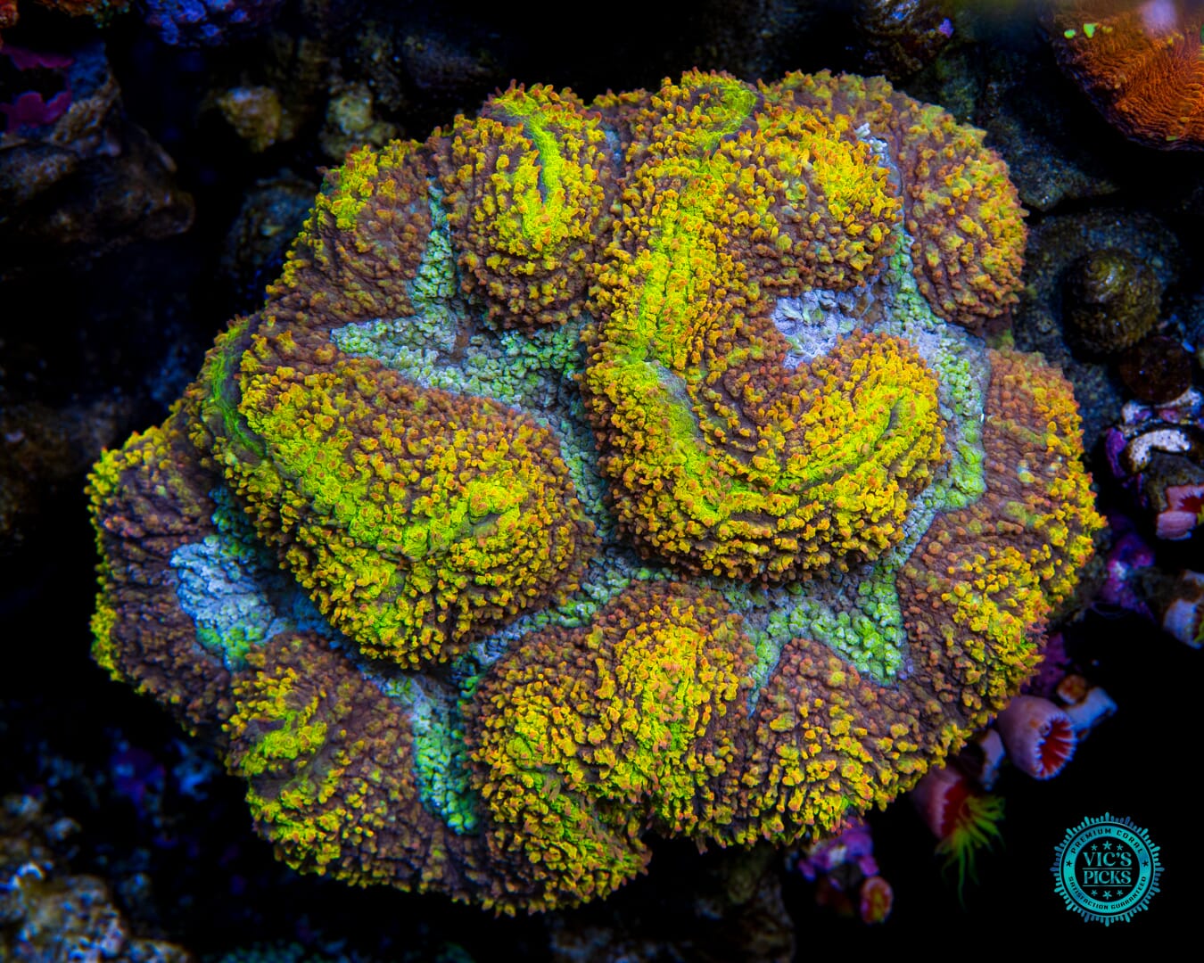 Golden Rainbow Carpet Lobophyllia