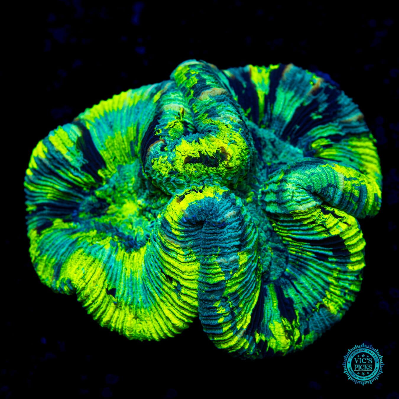 Poison Cloud Trachyphyllia