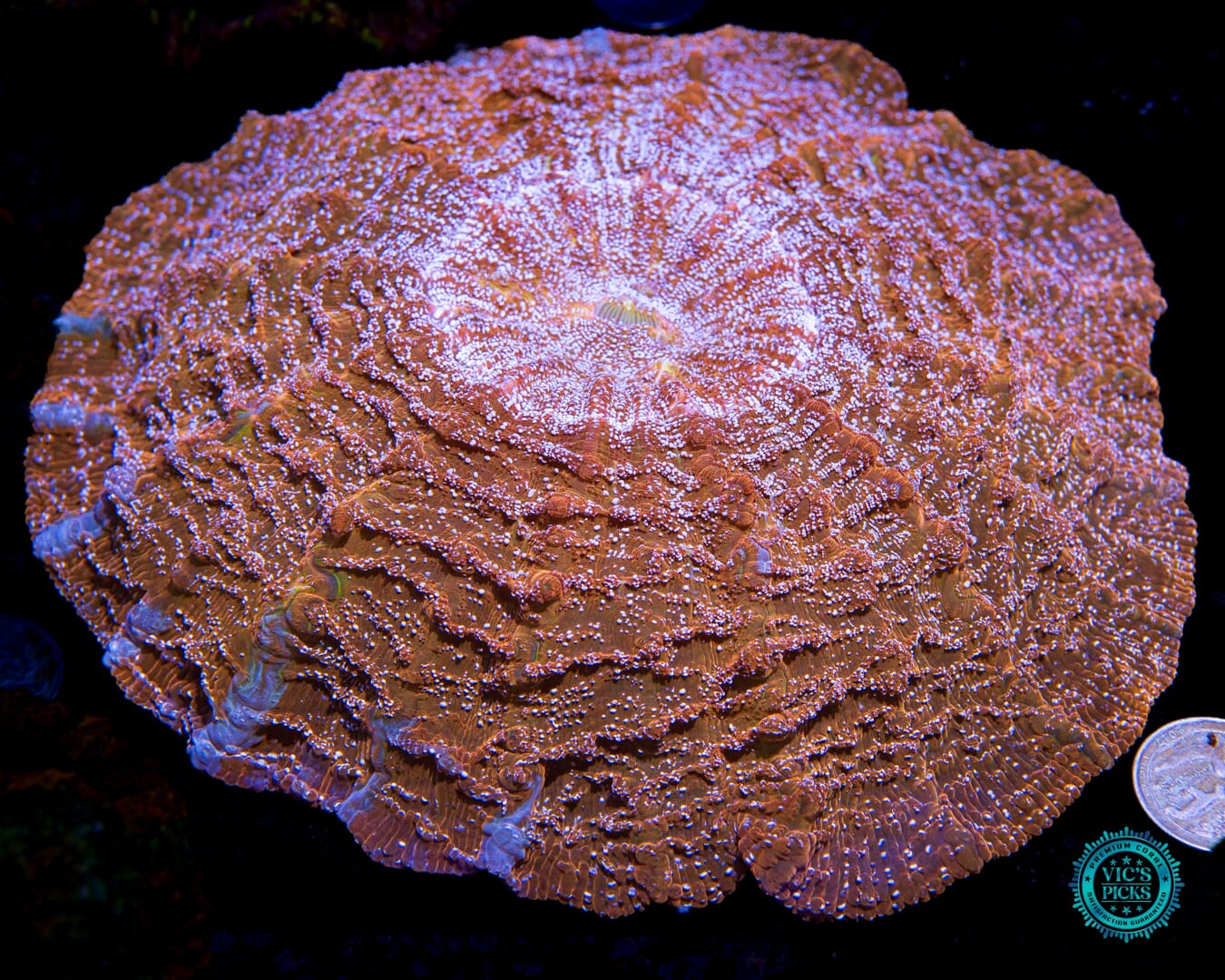 Gold Rush Acanthophyllia