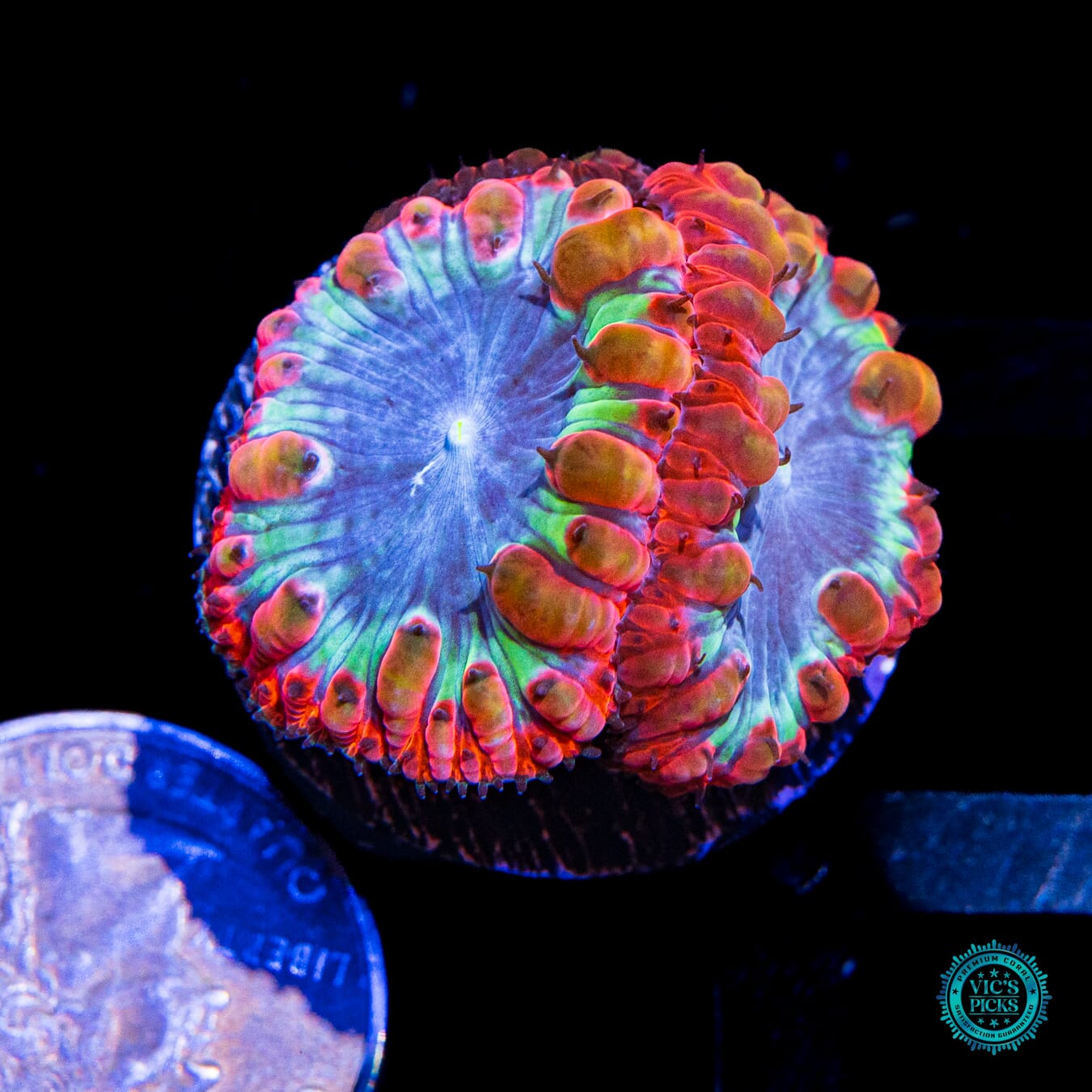 Intergalactic Explosion Blastomussa
