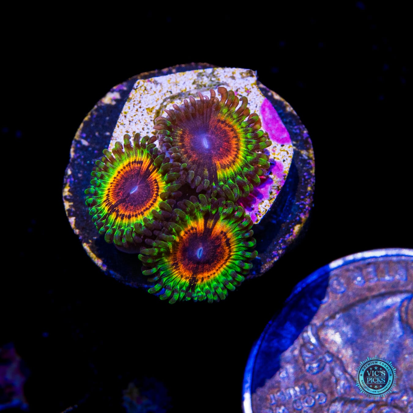 Little Shop of Horrors Zoanthids