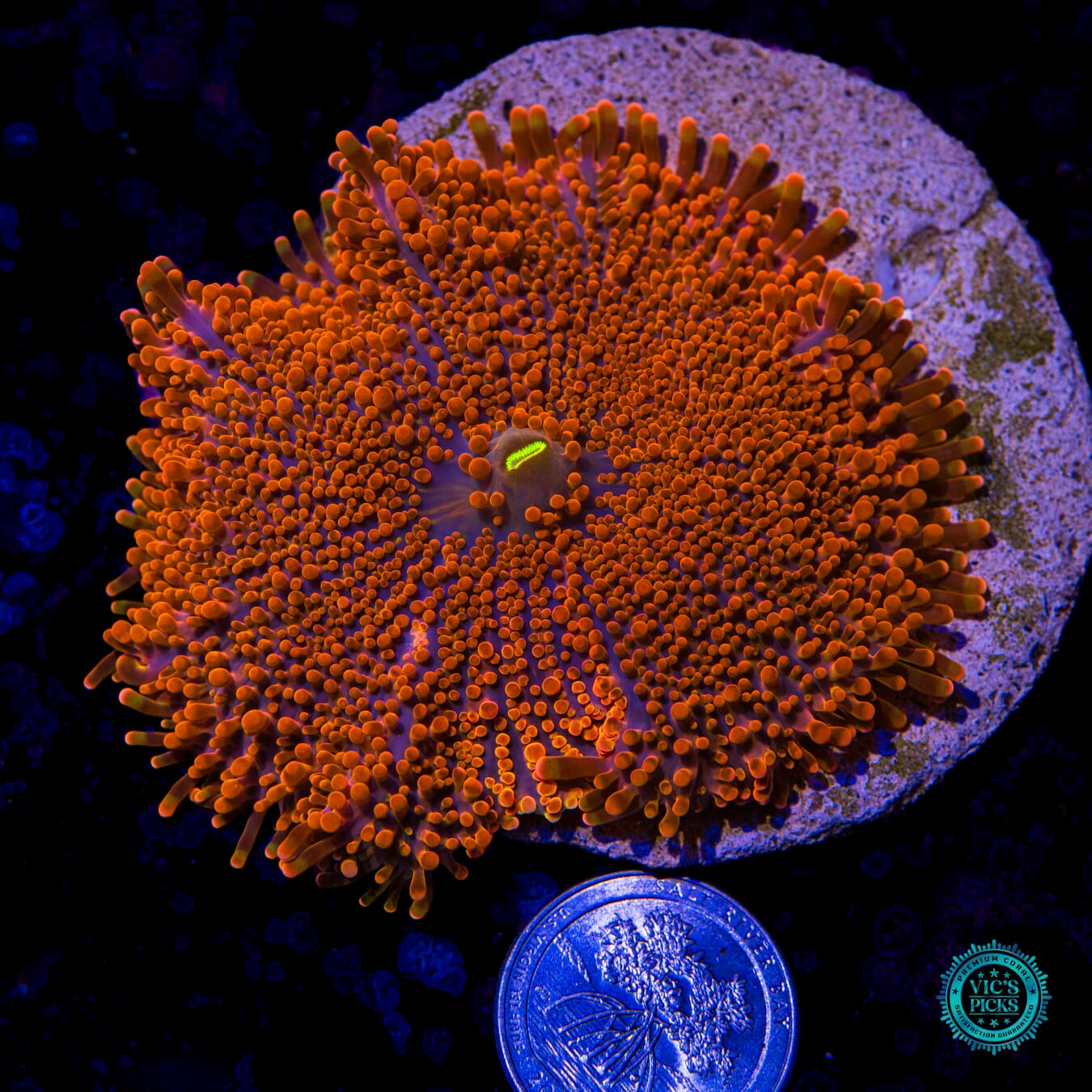 Gigantic Blazin Yuma Mushroom