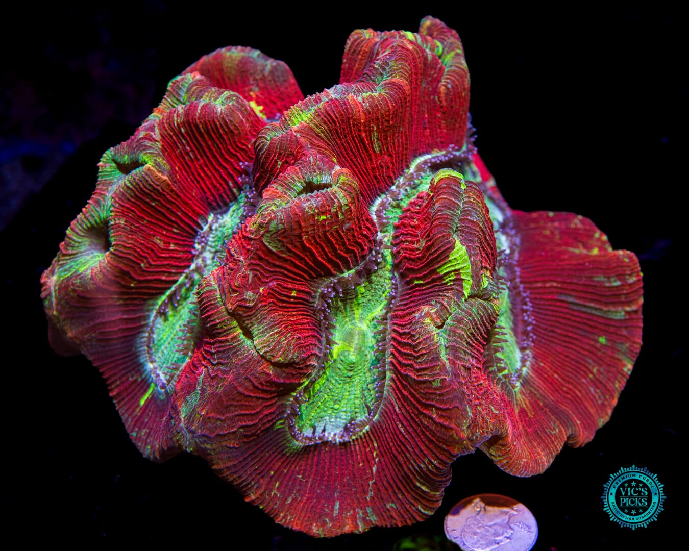 Dragon Fruit Trachyphyllia