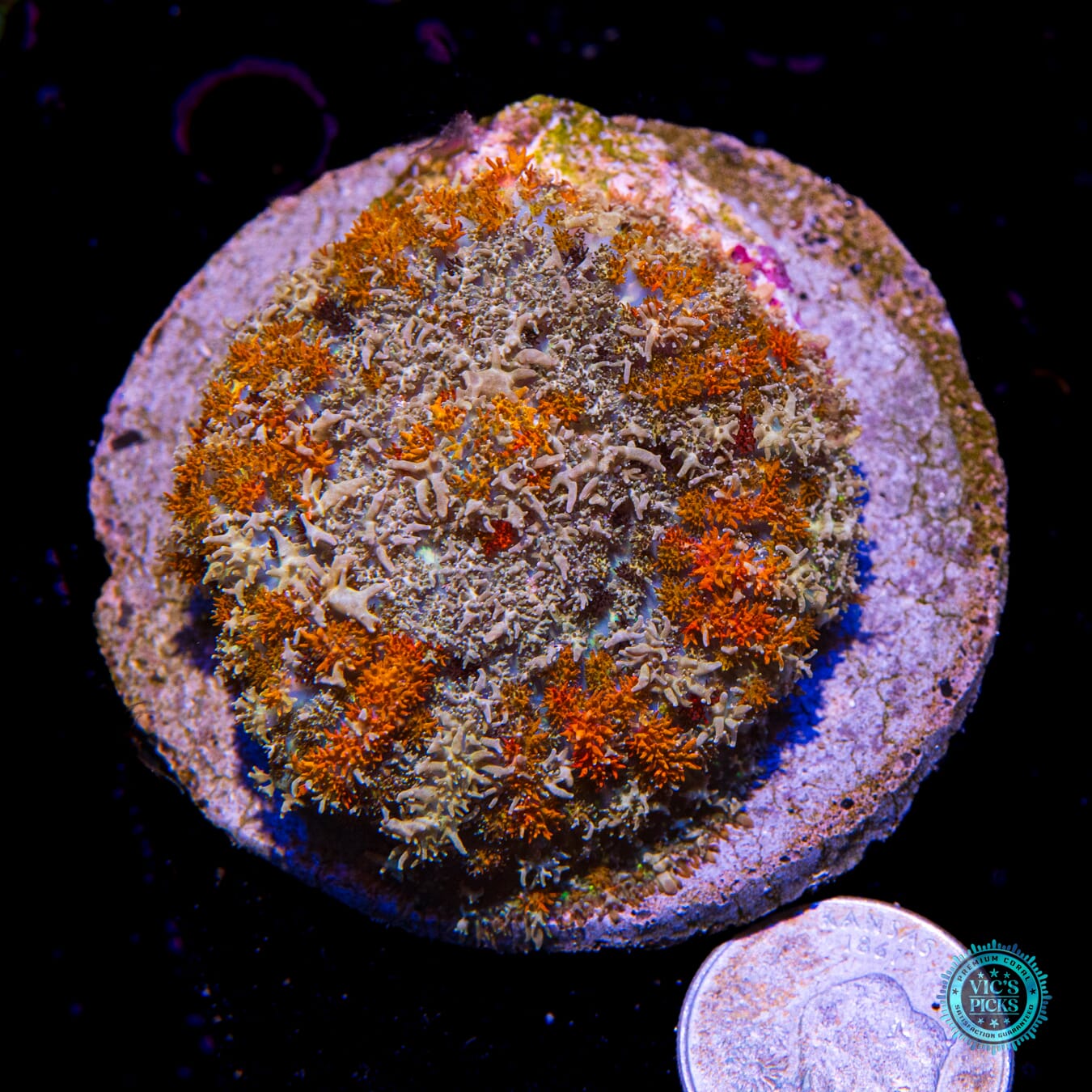 Flaming Hairy Fox Carpet Mushroom