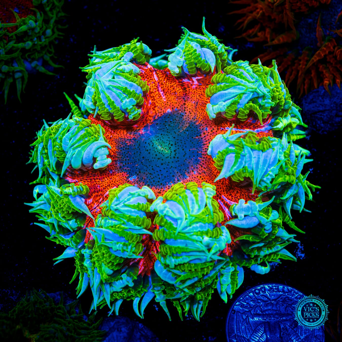 Super Duper Fantastic Flower Anemone