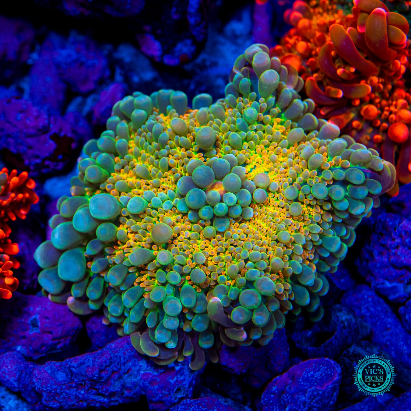 Lou's Sunrise Secret Yuma Mushroom