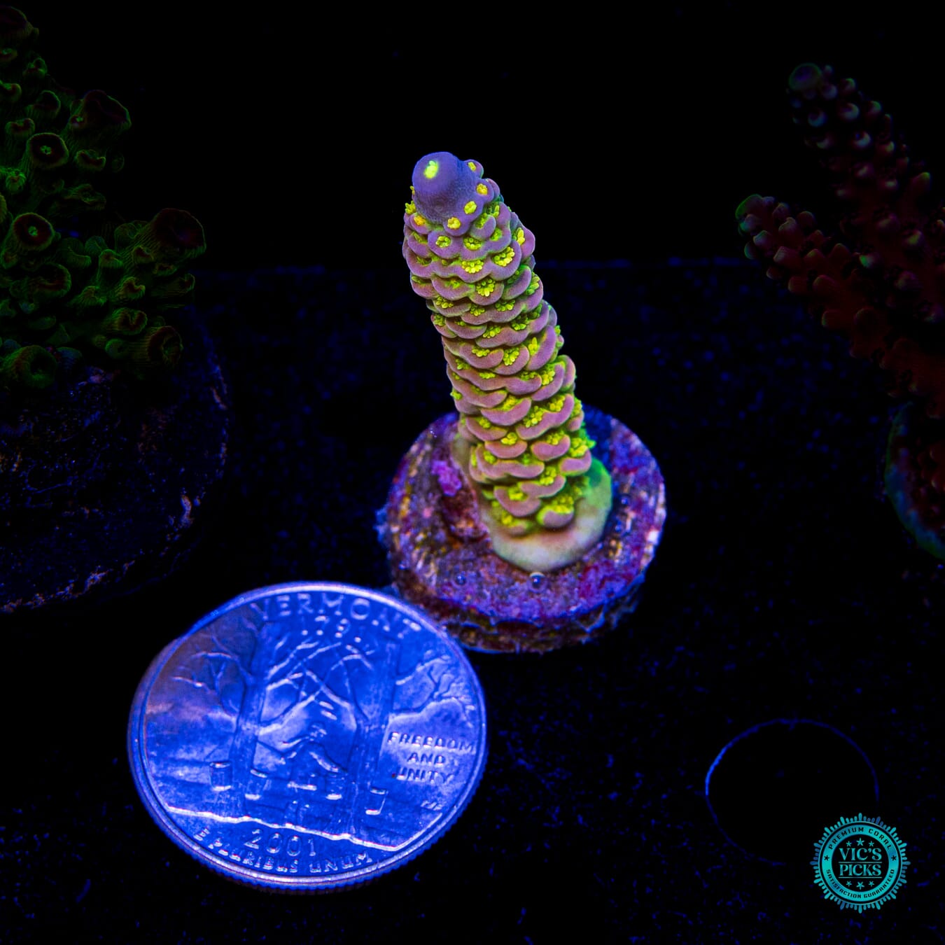 WD Tenuis Acropora