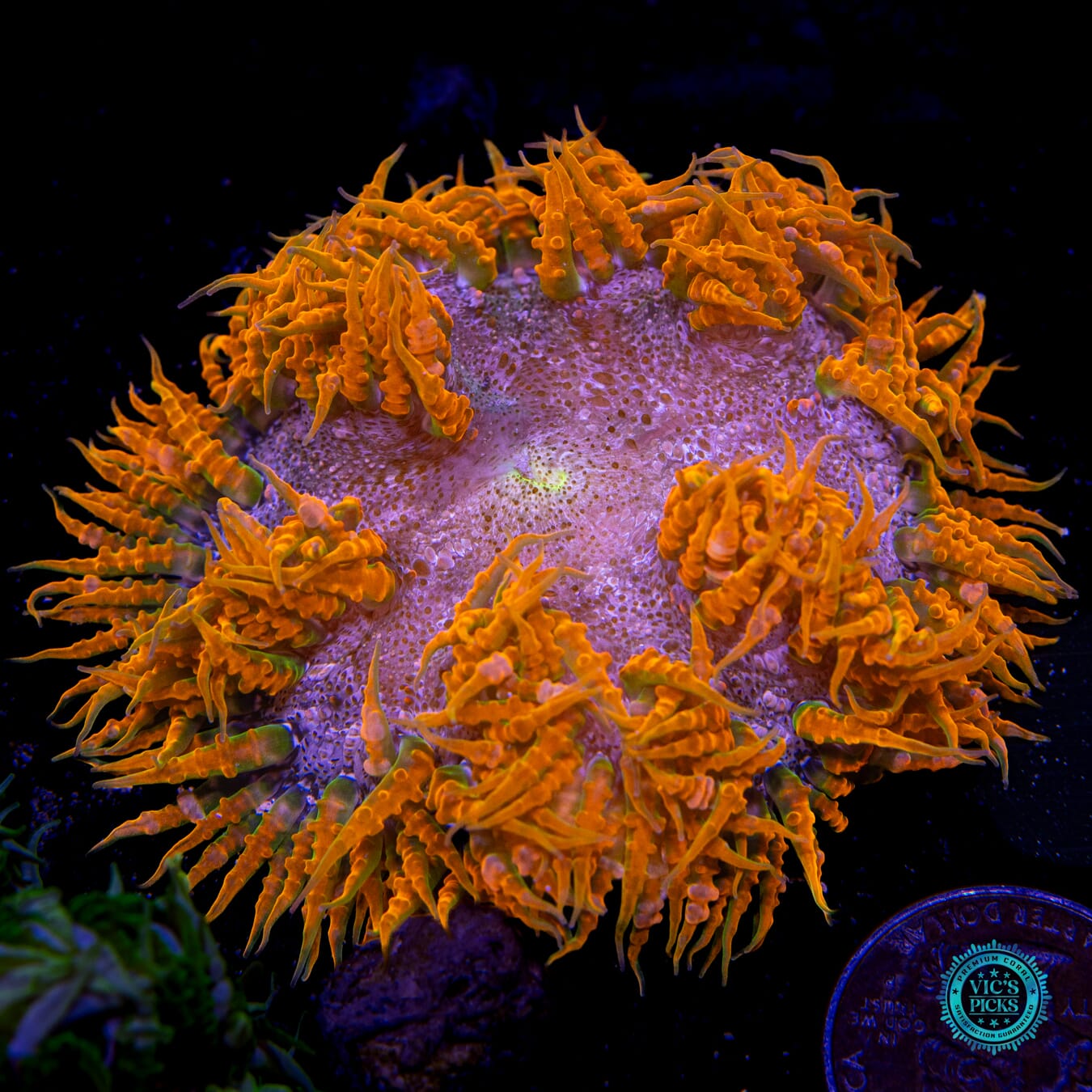 Headless Horseman Flower Anemone
