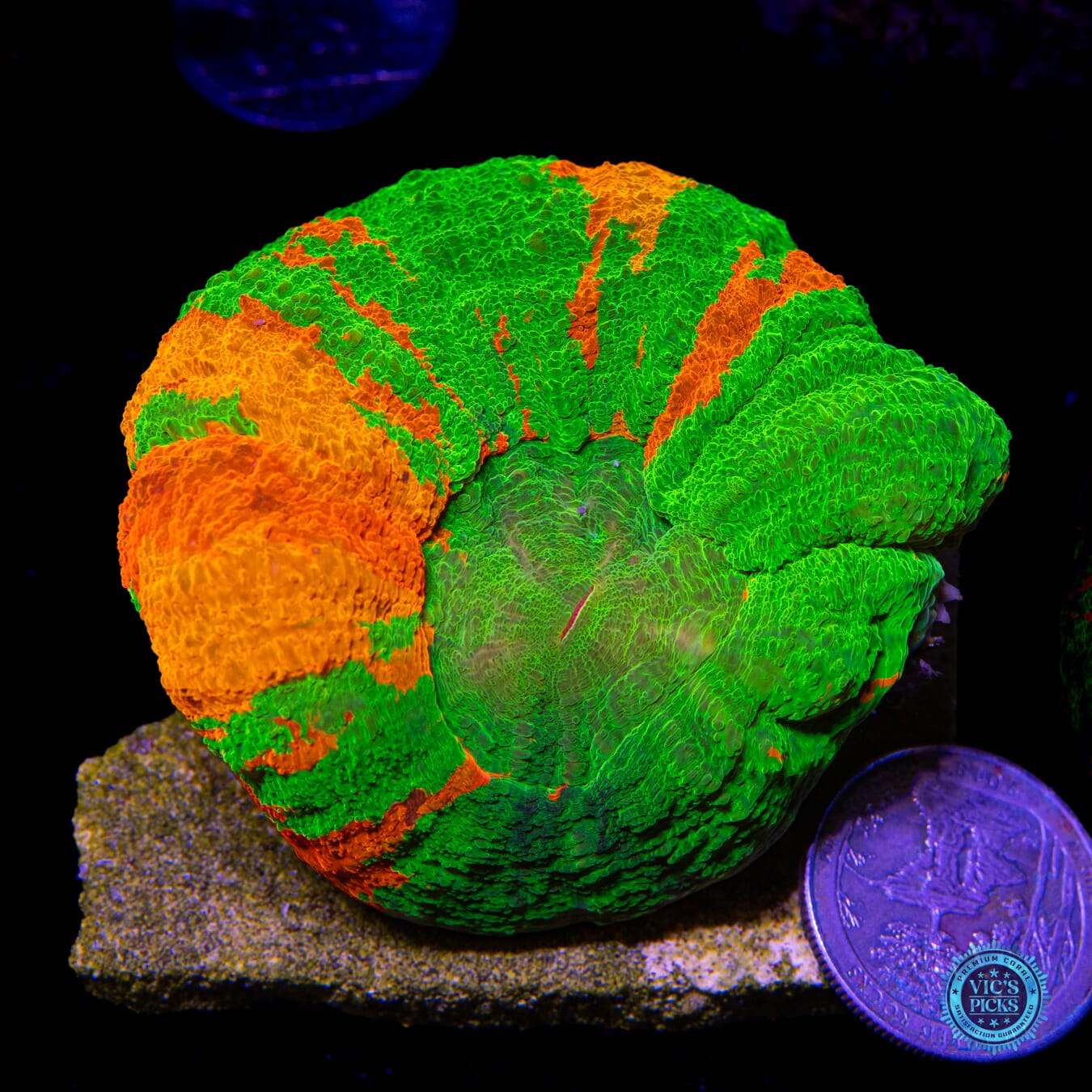 Candy Crush Scolymia