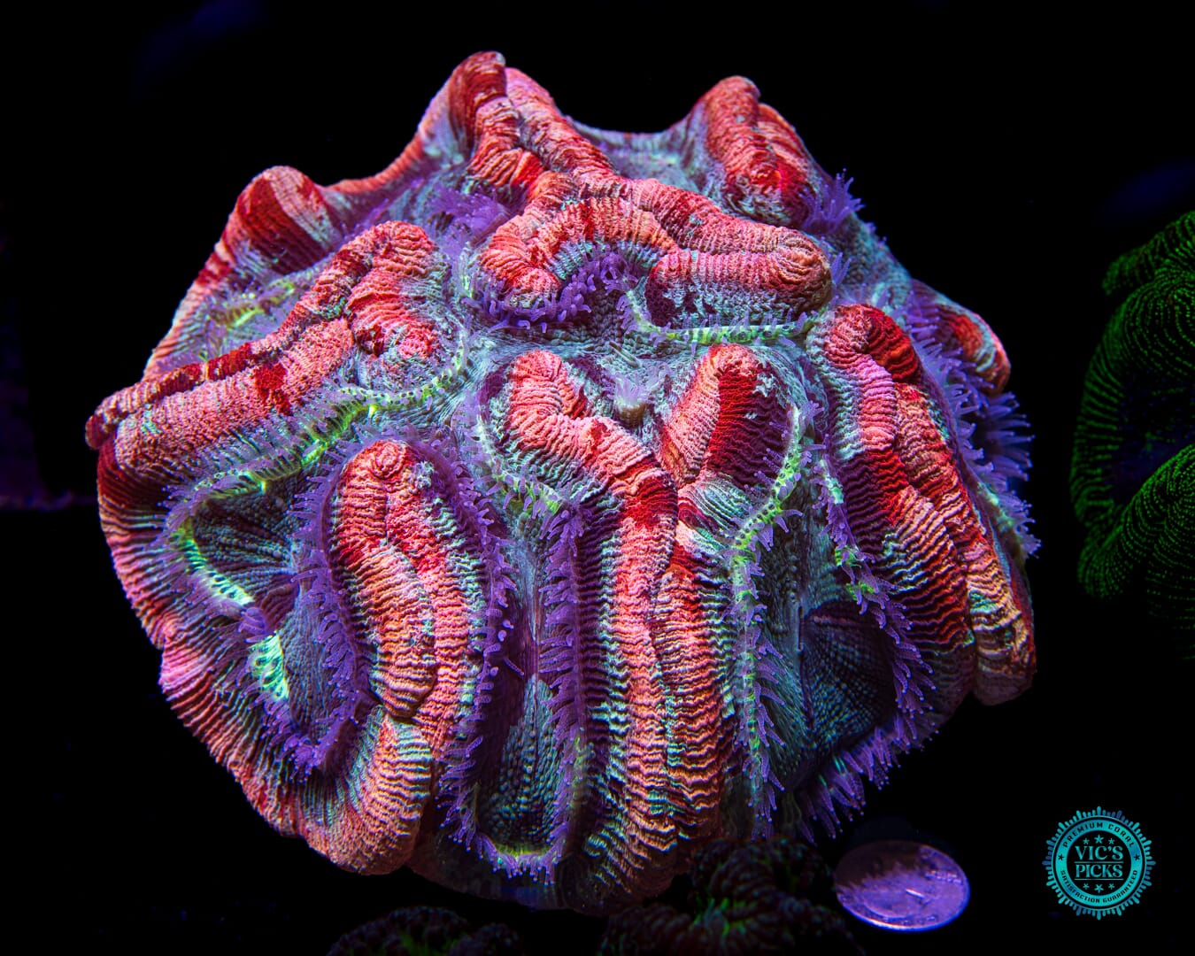Gigantic Fruit Cake Trachyphyllia
