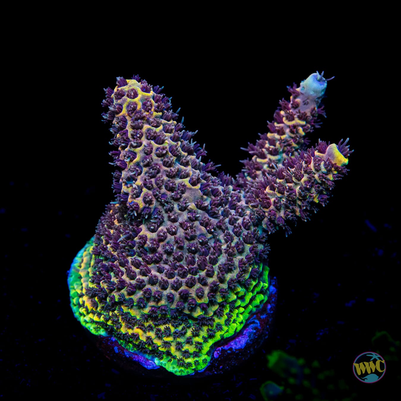 Caverns of Time Acropora