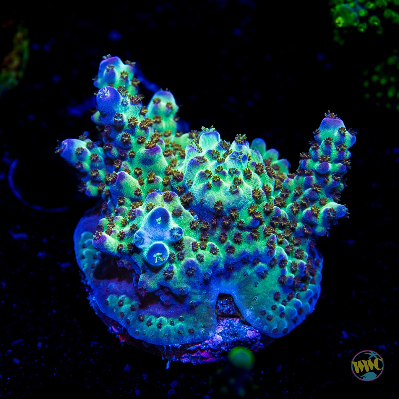 JKR Rainbow Acropora