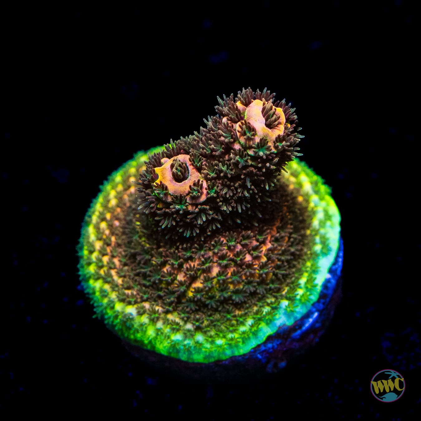 WWC Mille Cyrus Acropora