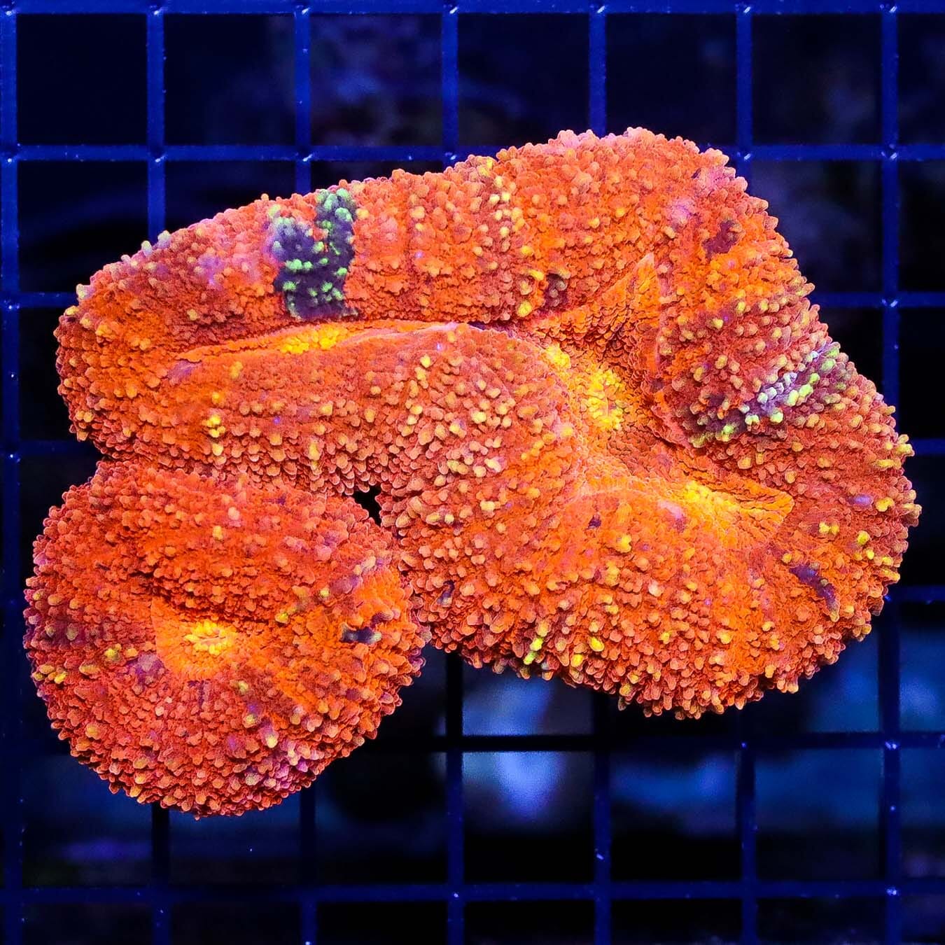 Halloween Lobophyllia