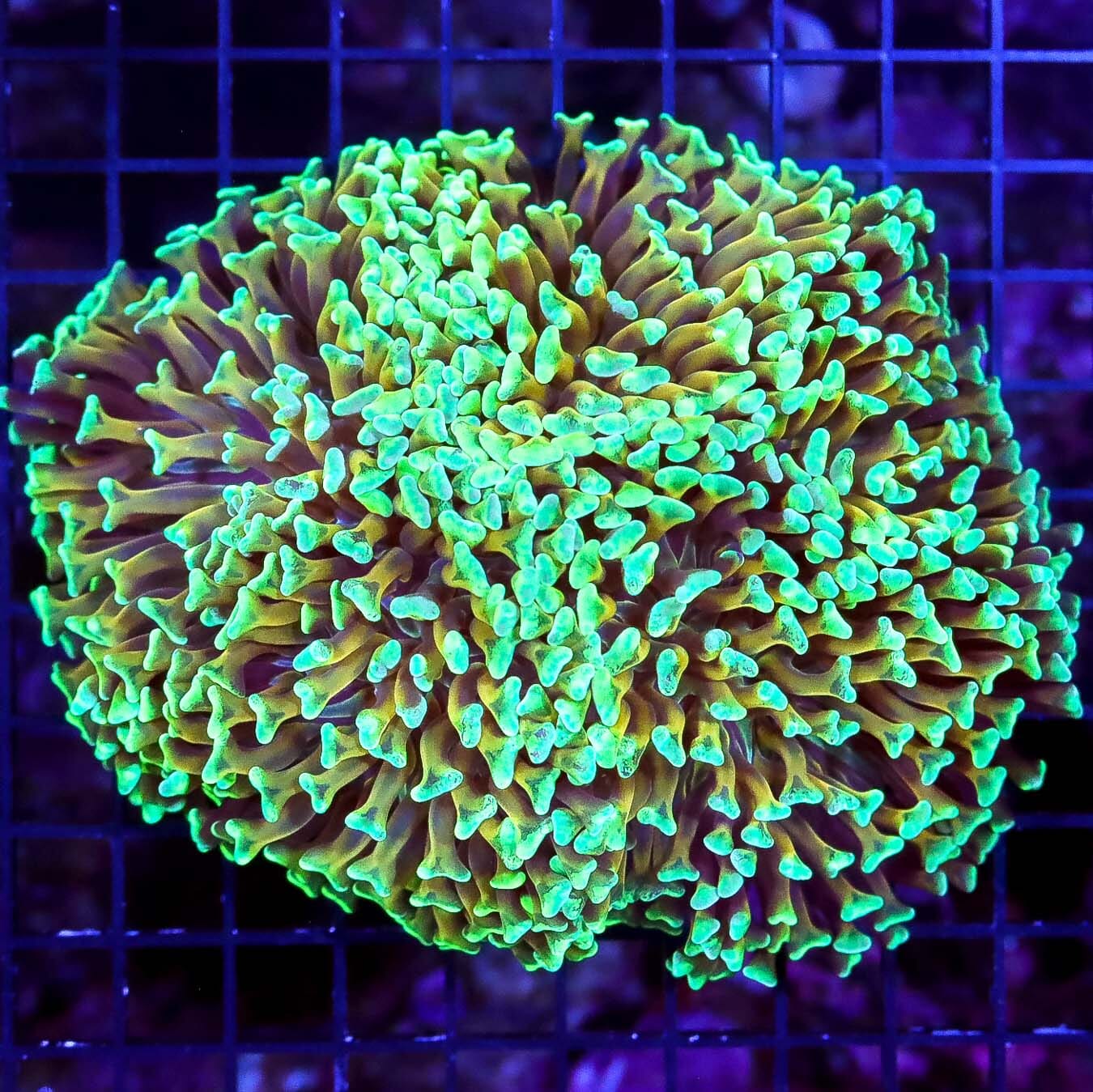 Sizzling Neon and Molten Gold Wall Hammer