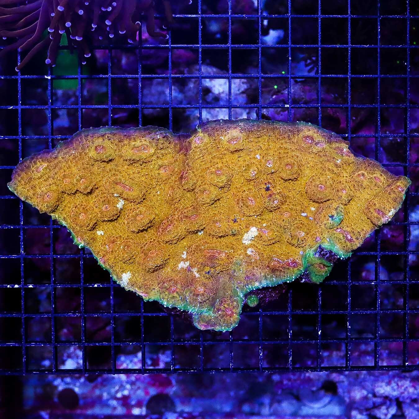 Golden Plate Echinophyllia