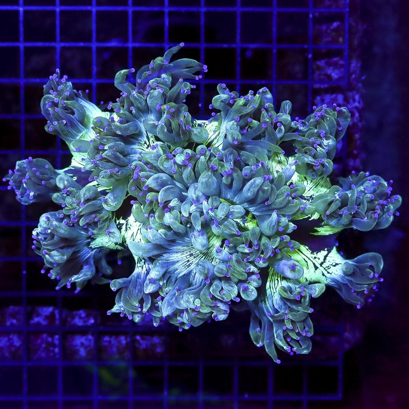 Aussie Lavender Tipped Elegance