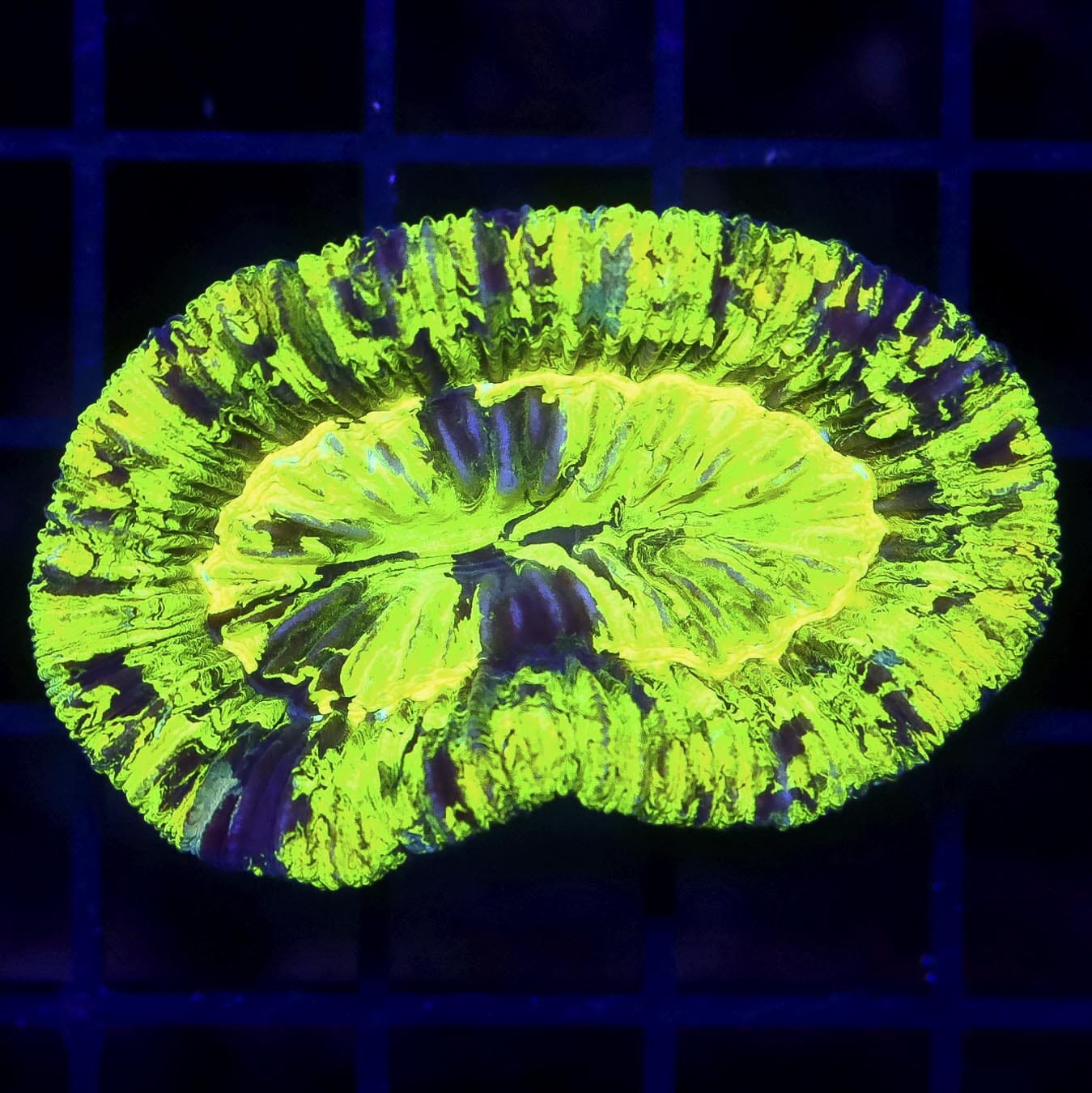 Aussie Toxic Trachyphyllia