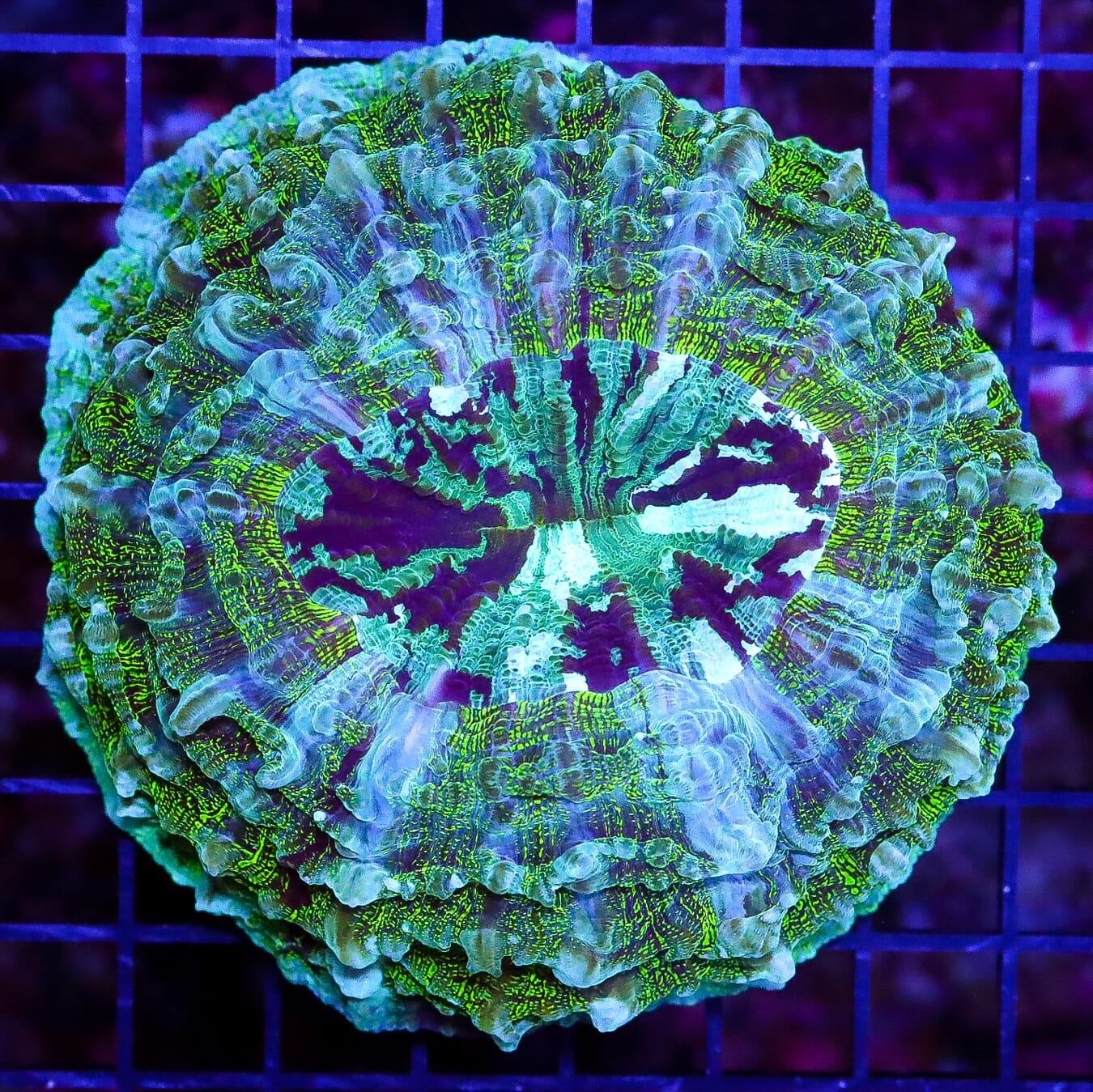 Crazy Chameleon Acanthophyllia