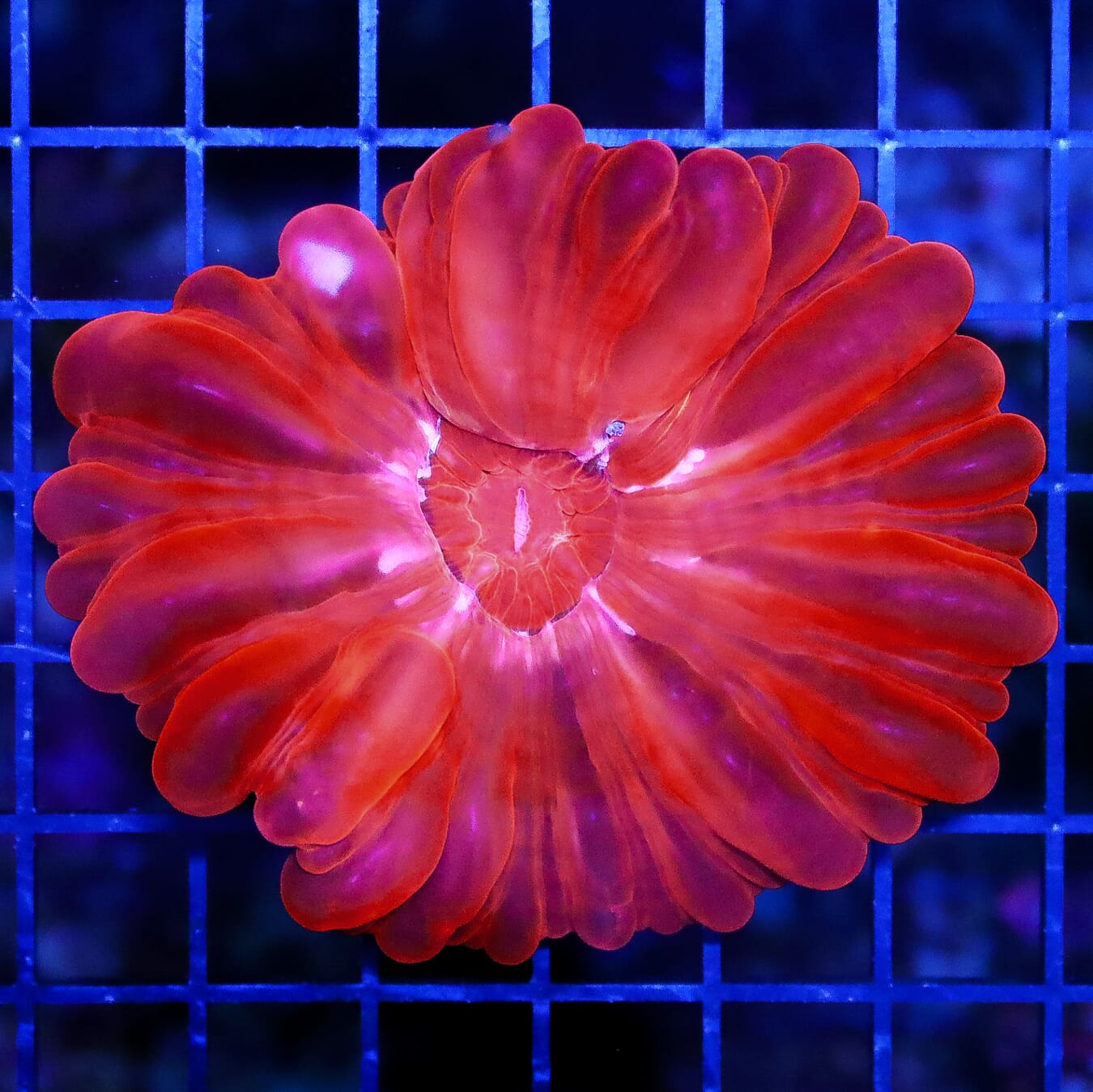 Cherry Bomb Cynarina