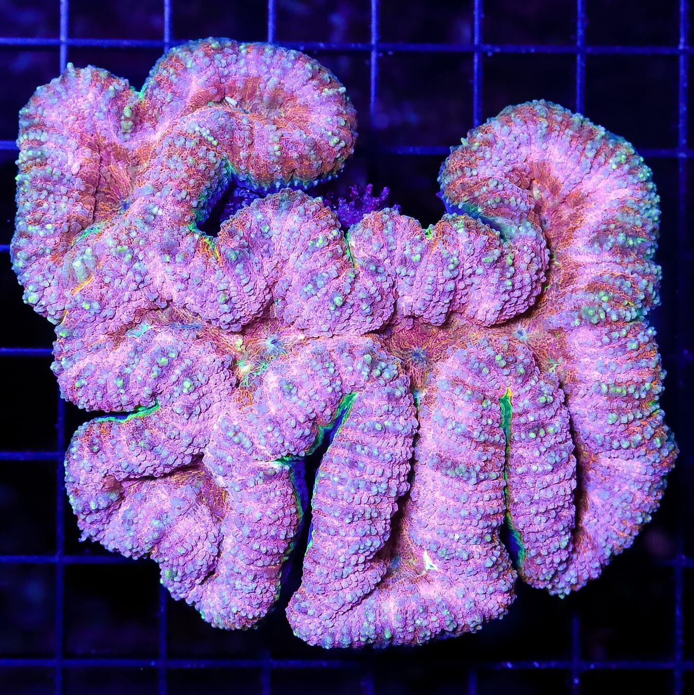 Cotton Candy Lobophyllia