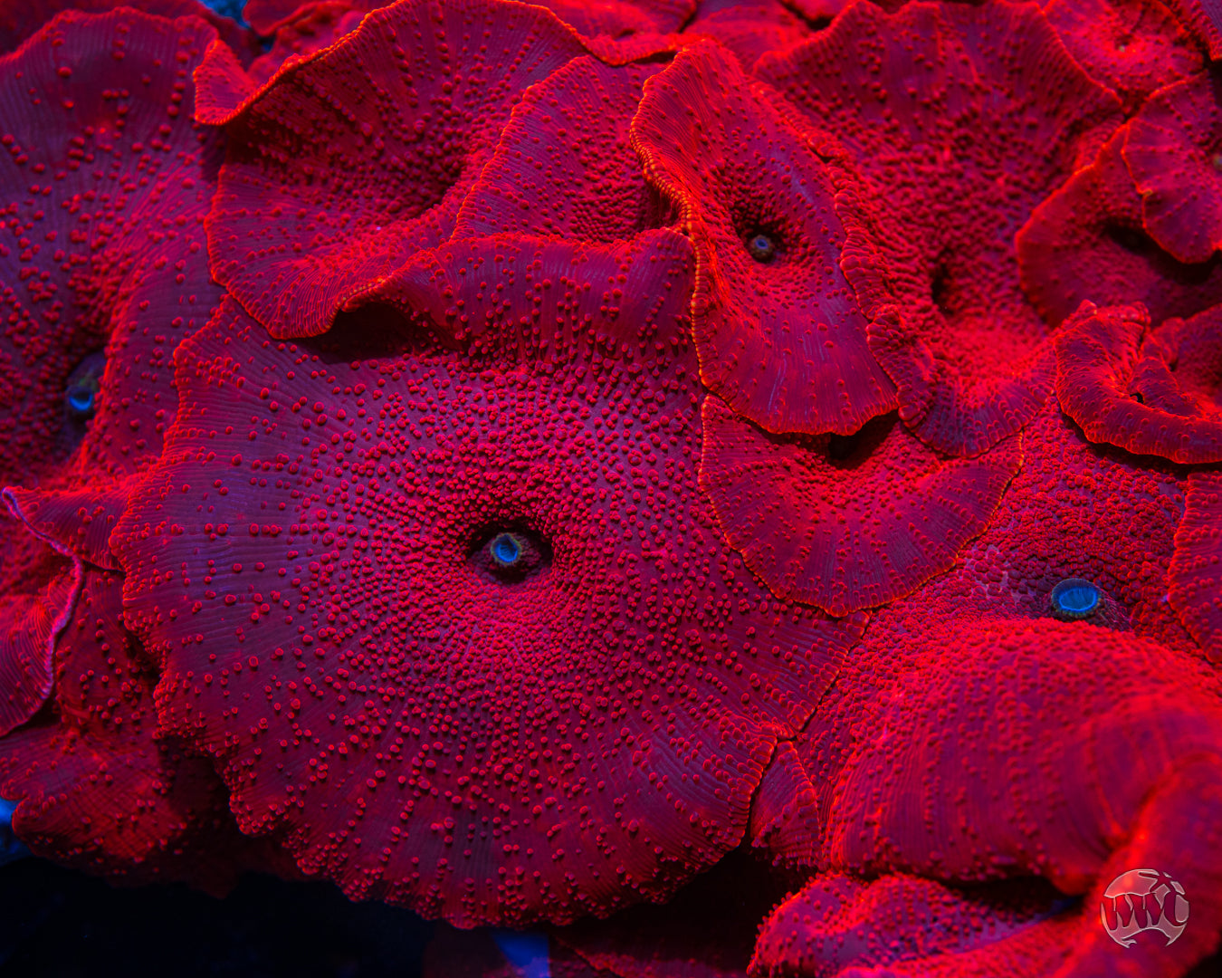 WWC Red Jaguar Disco Mushroom