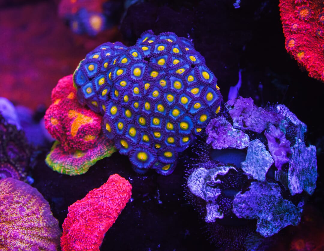 WWC AOI Zoanthids
