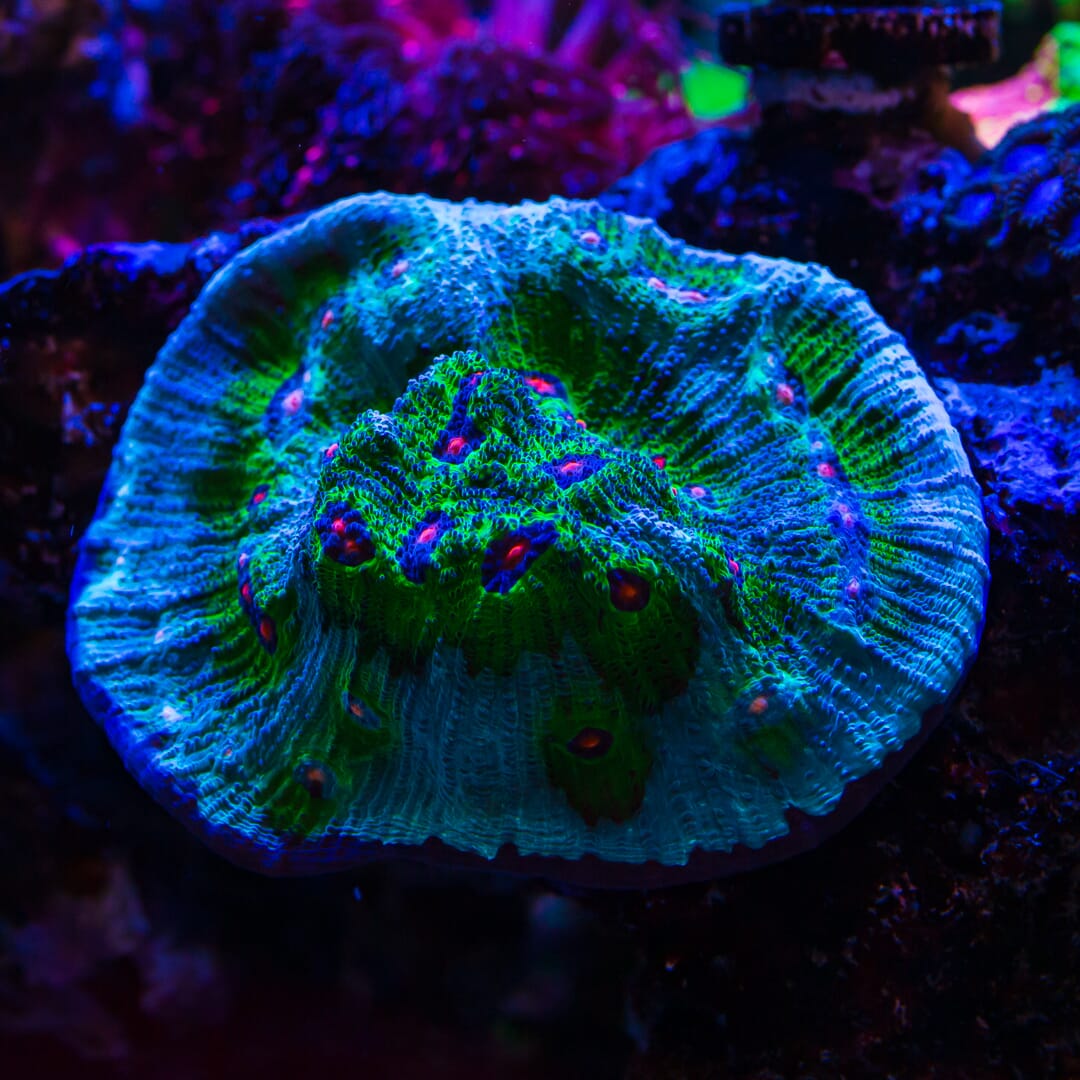 WWC Avatar Chalice