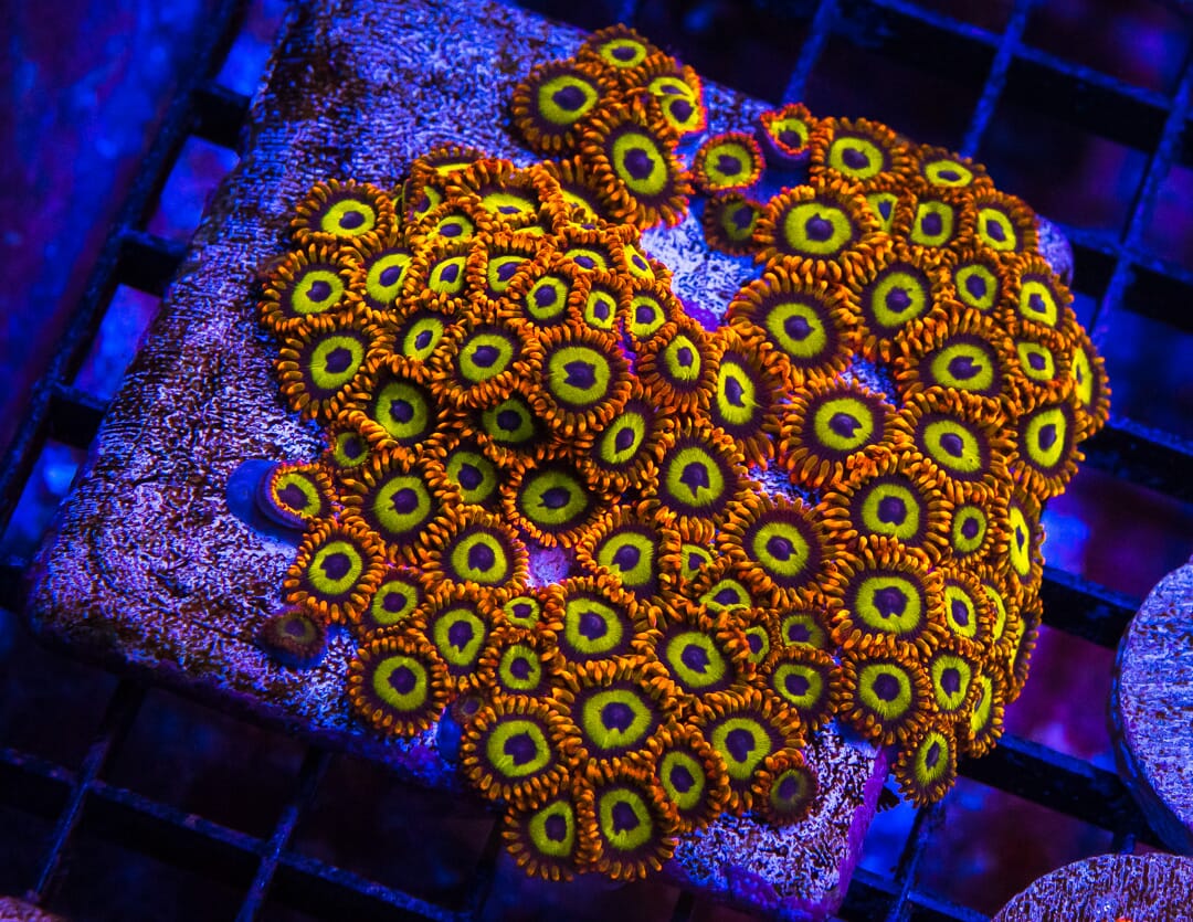 Fruit Loopz Zoanthids