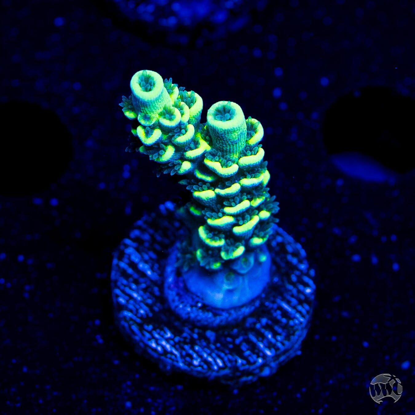 WWC Malibu Surfer Acropora